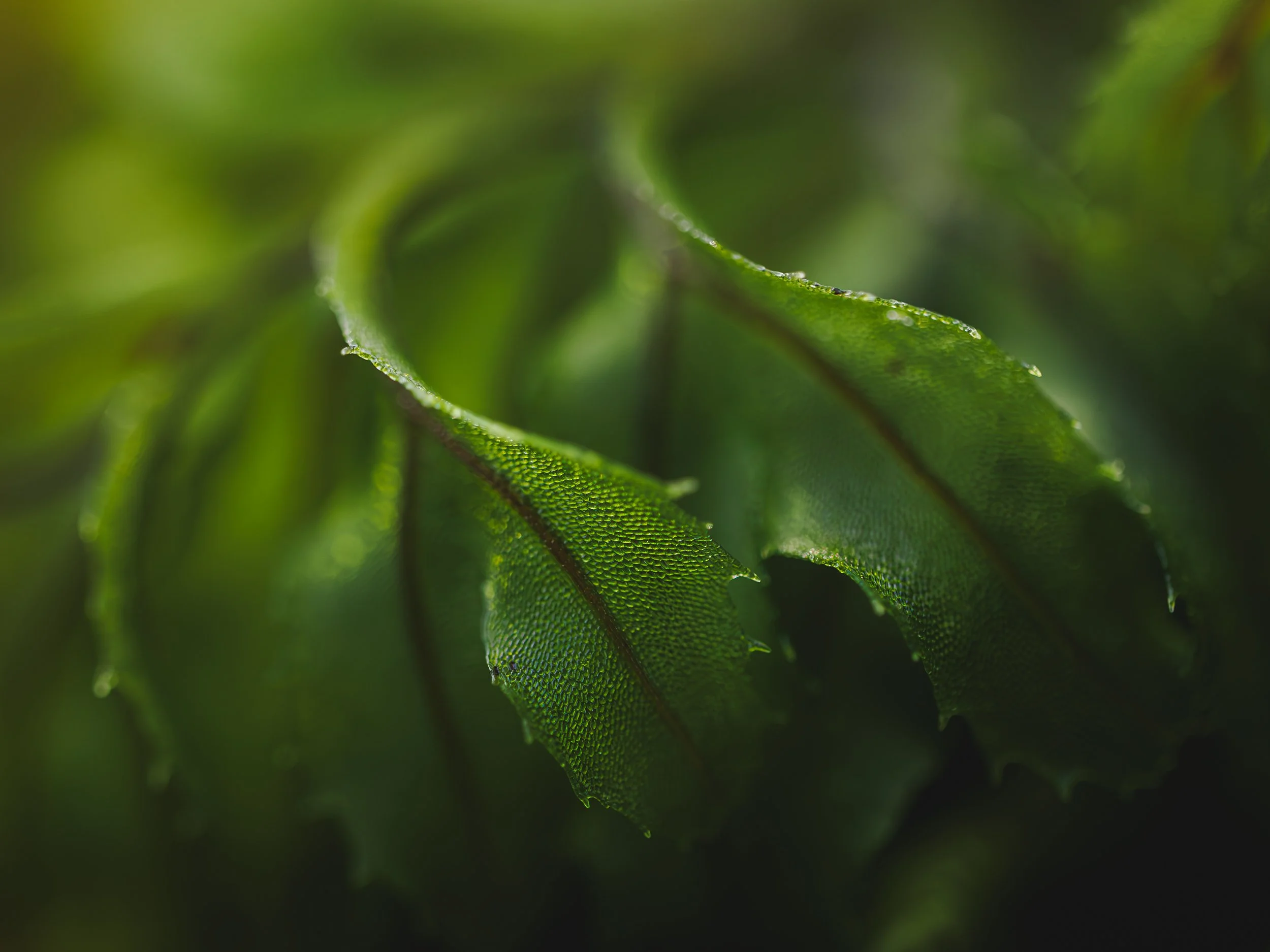 Wilsons Filmy Fern E Kintyre