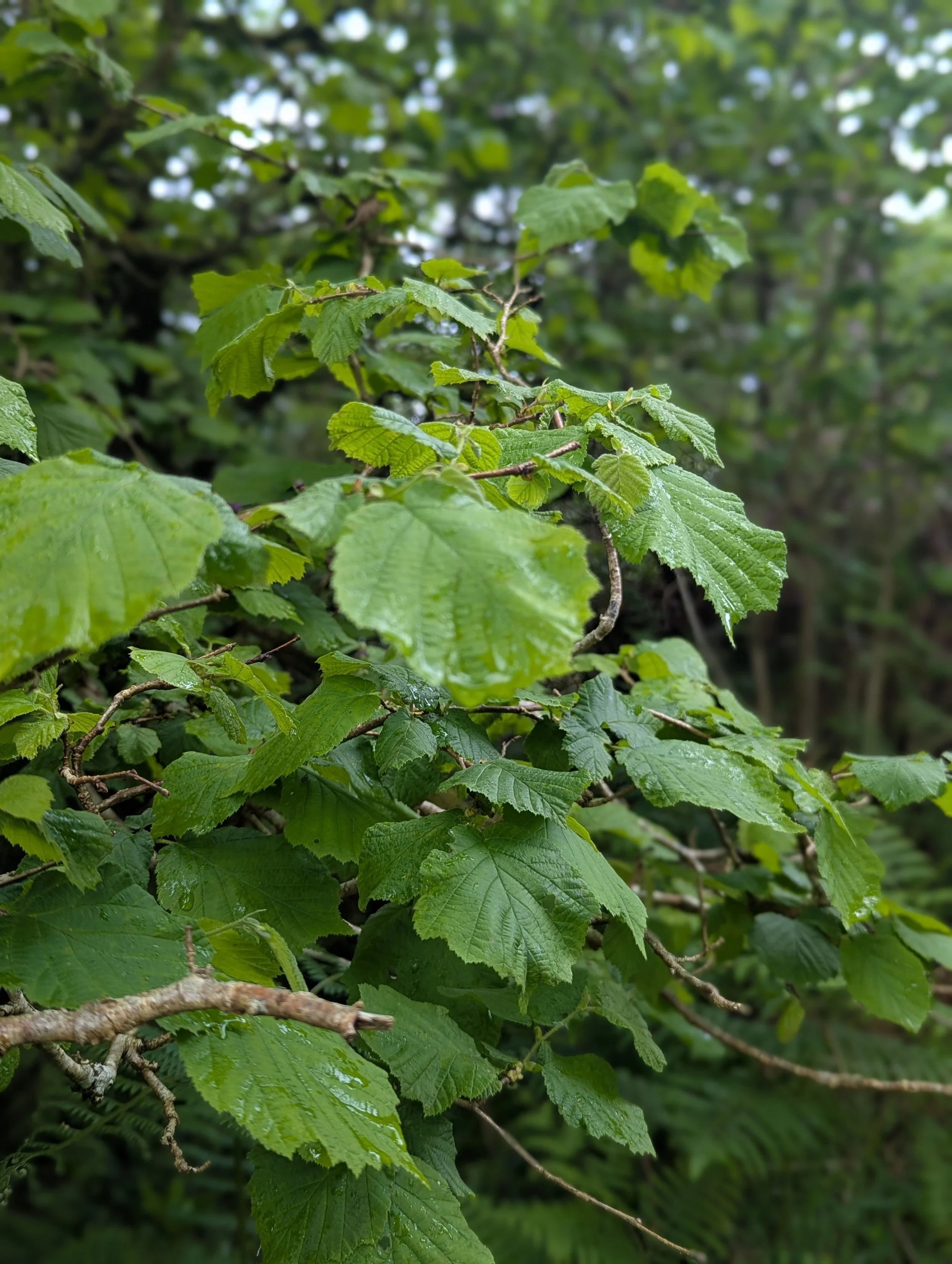 Hazel leaves in Spring