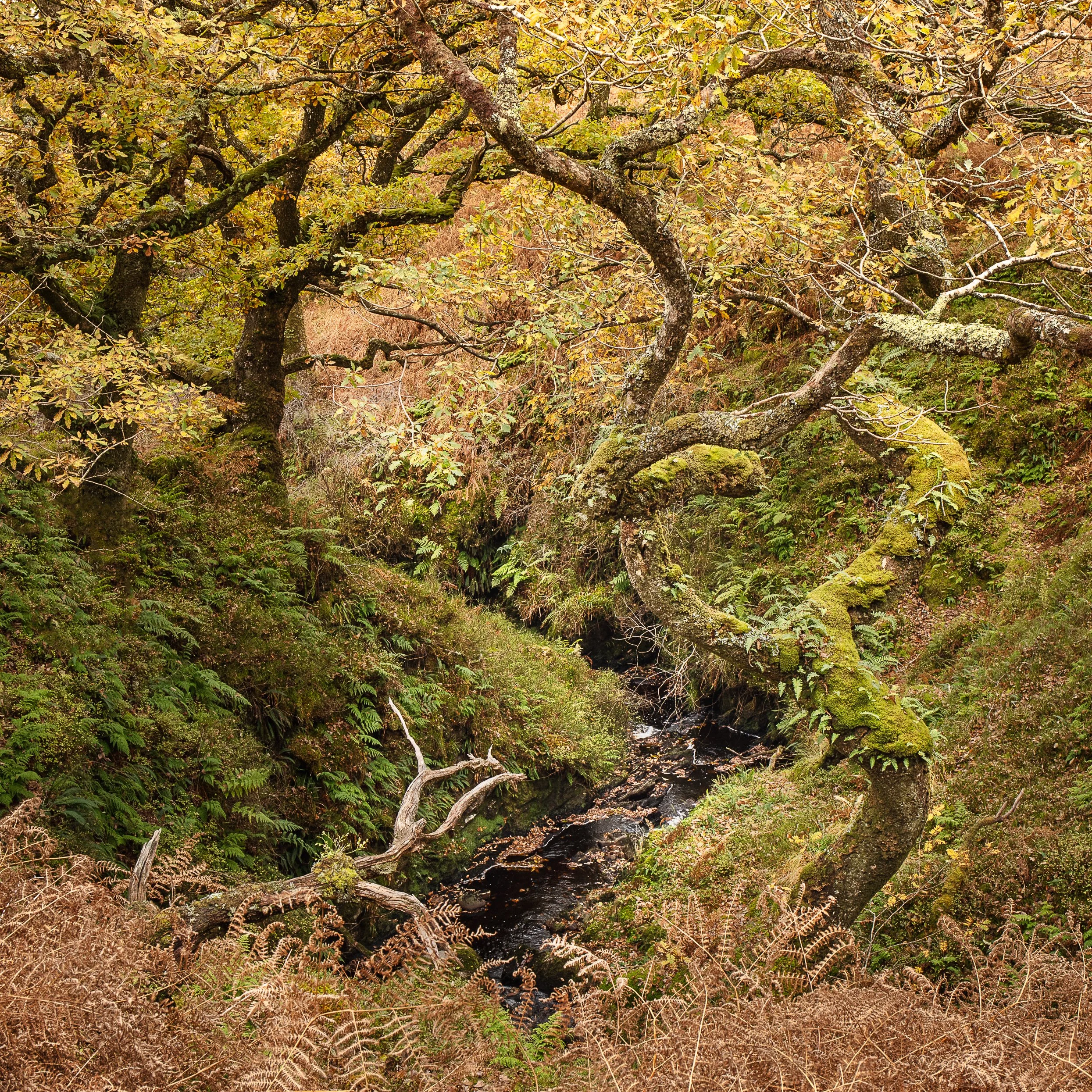 Autumnal Colours in a ravine, Kintyre