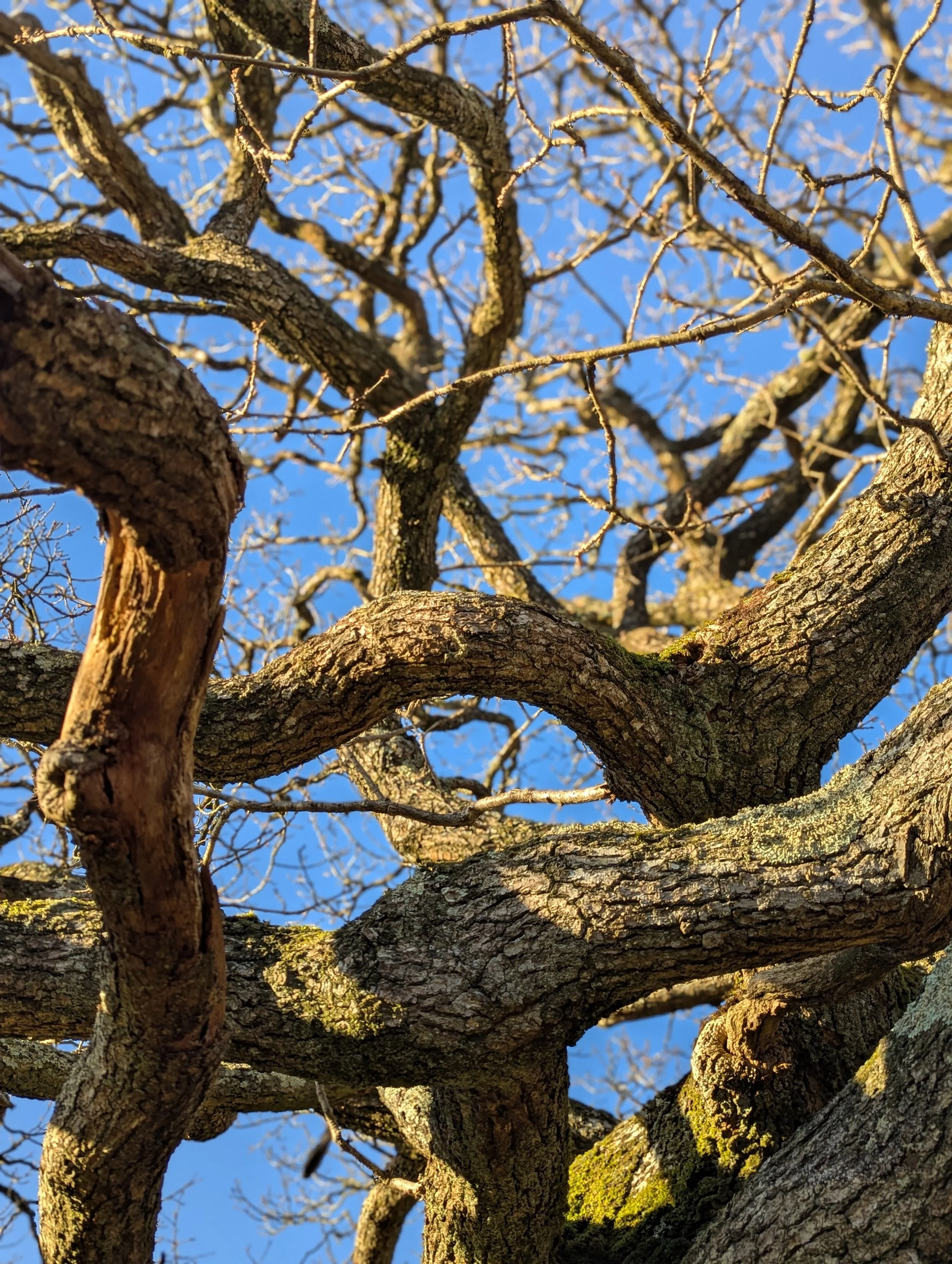 Twisted oak branches