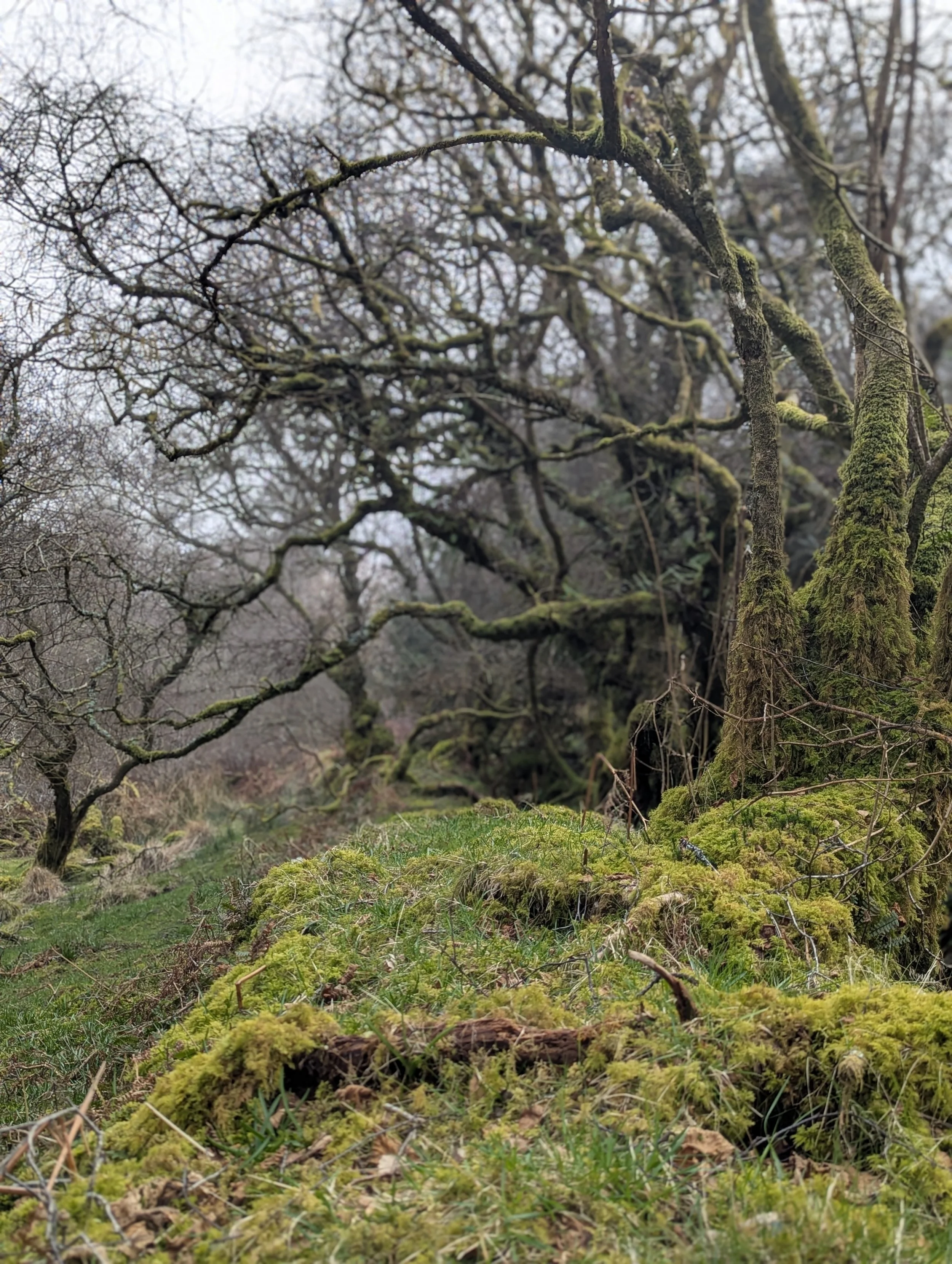 Birch woods in winter