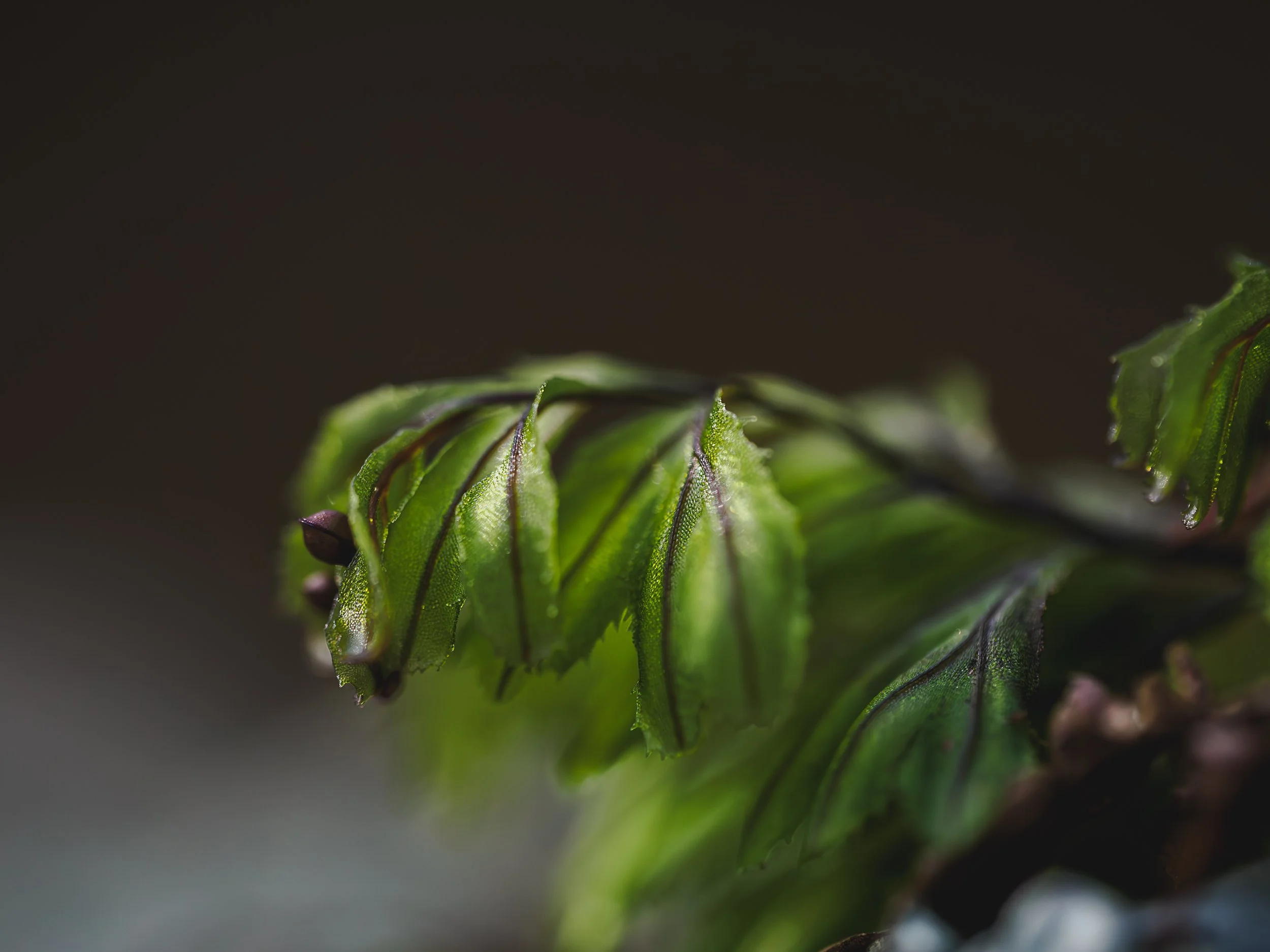 Wilson's Filmy Fern E Kintyre