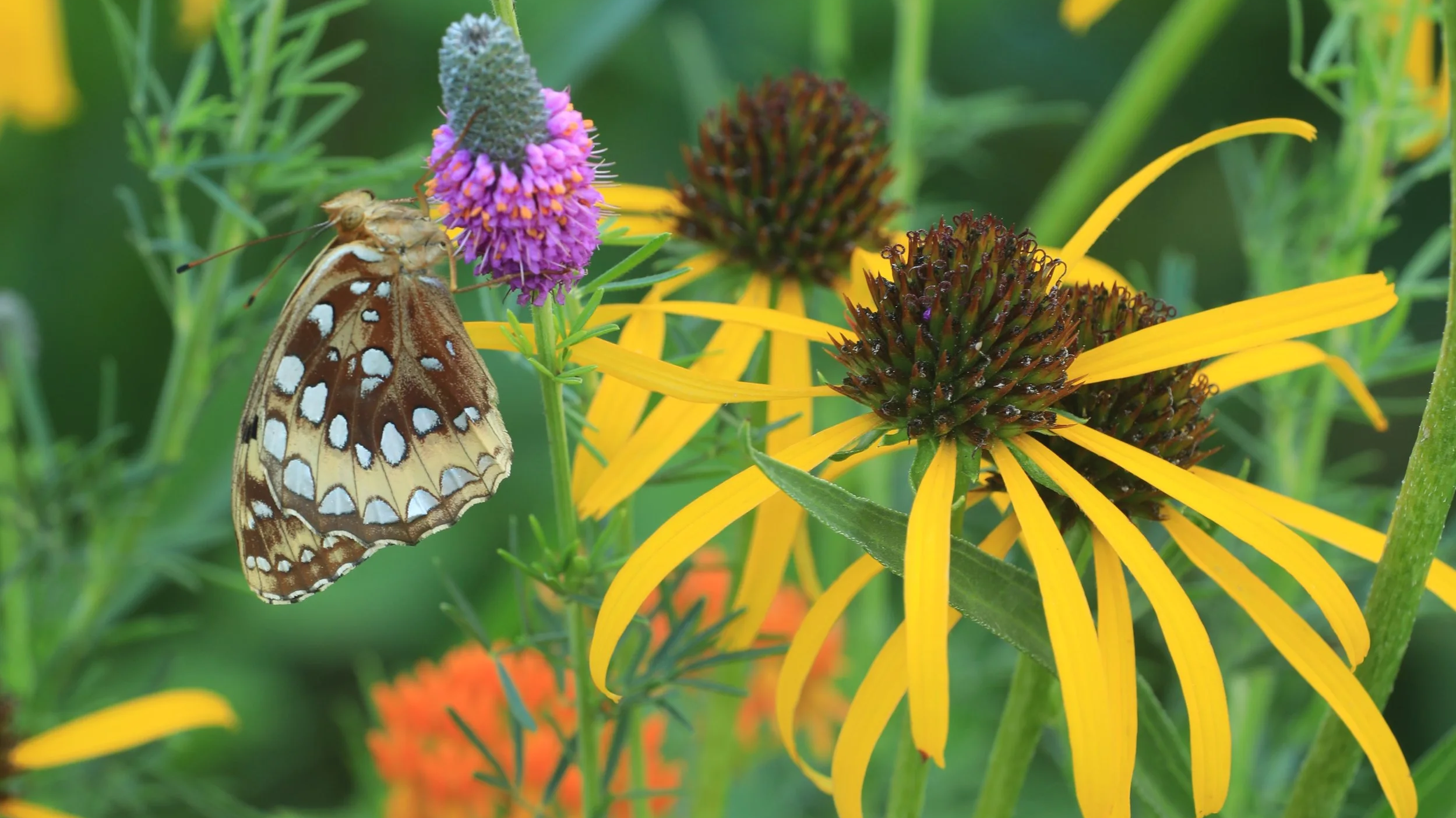 A butterfly perched on a purple flower among yellow and orange flowers in a garden.