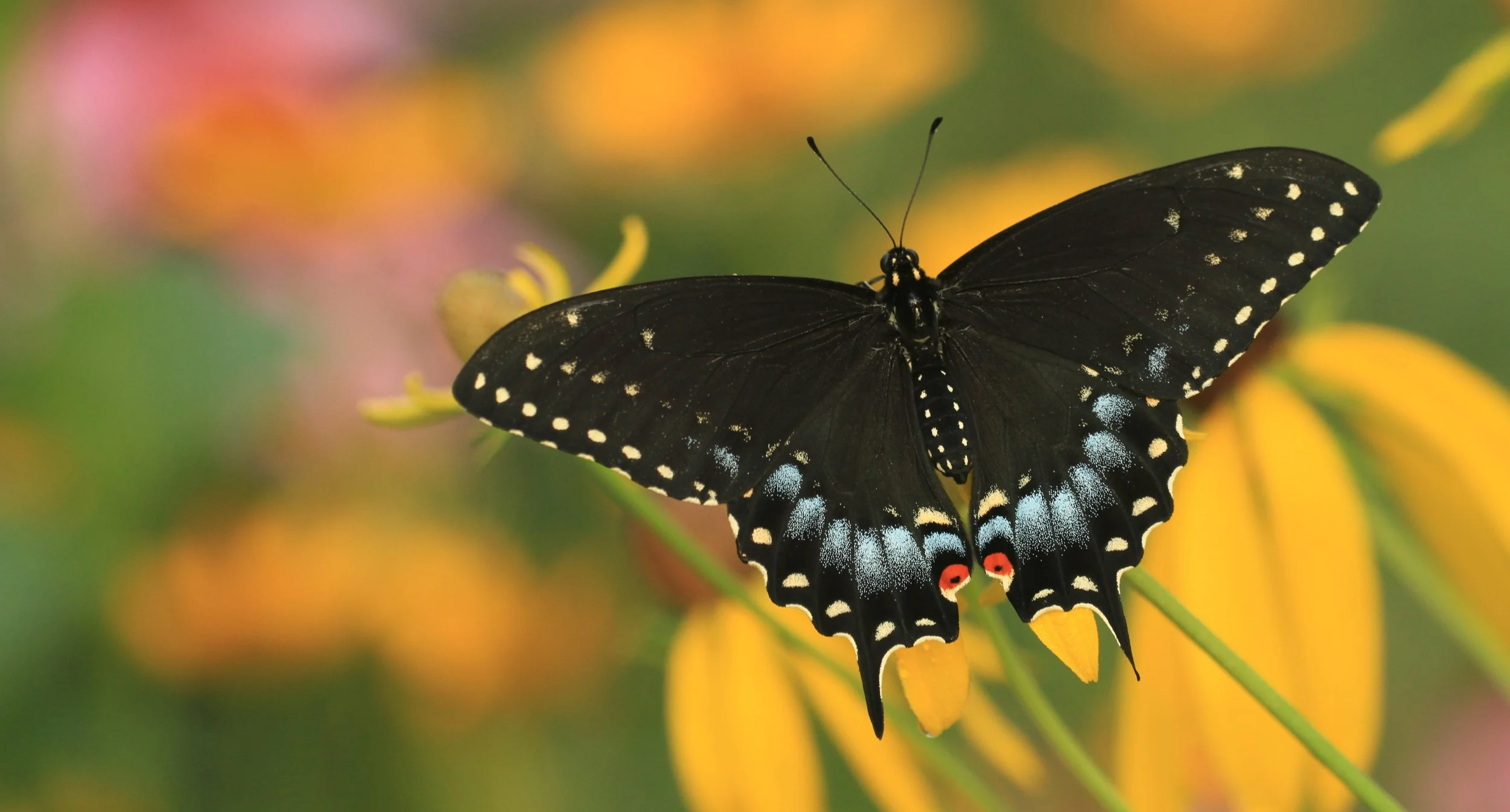 A black butterfly with white spots on its wings and red eyespots on the lower wings, perched on a yellow flower with a blurred background of yellow, pink, and green flowers.