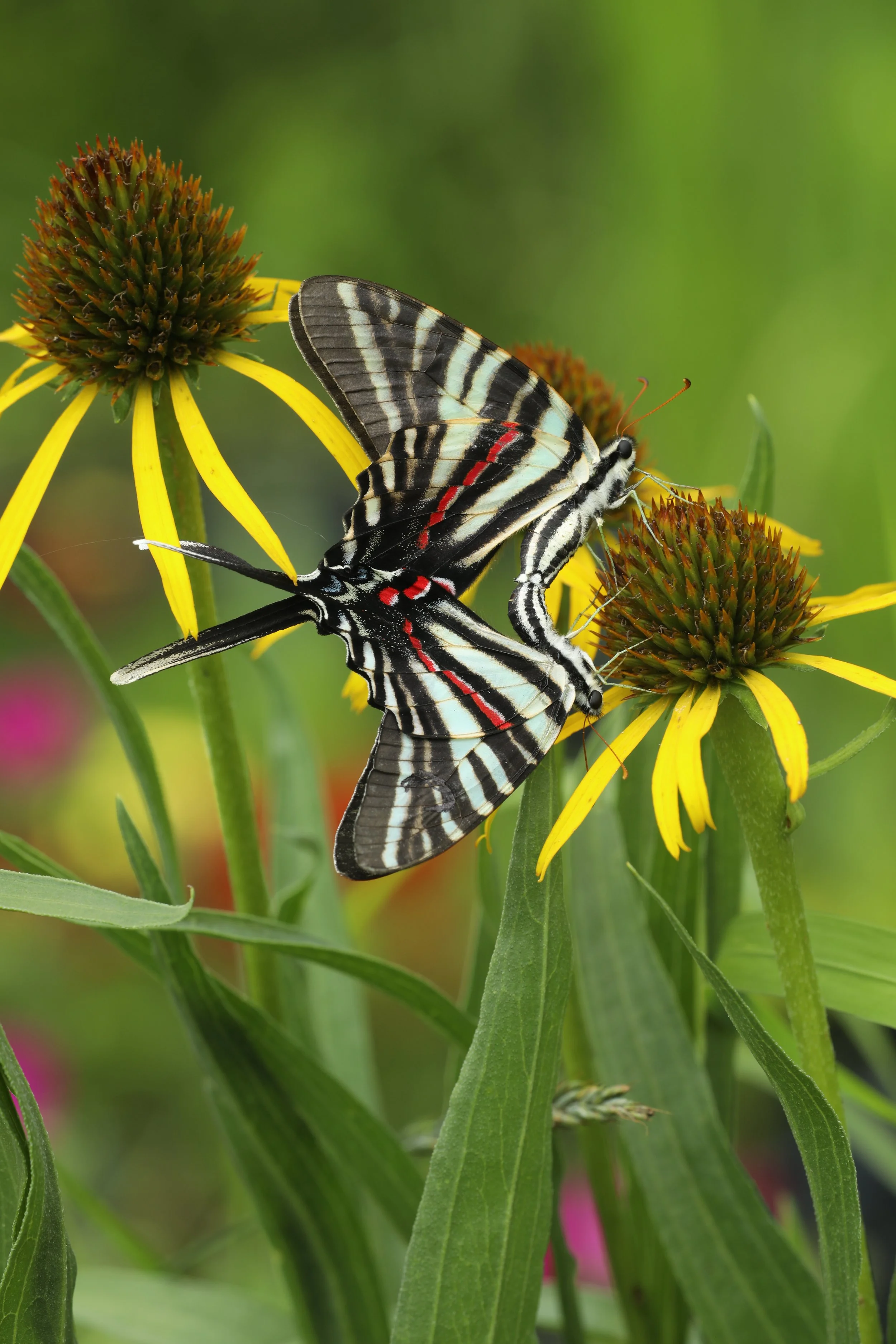 Butterfly/ Pollinator Garden Planning