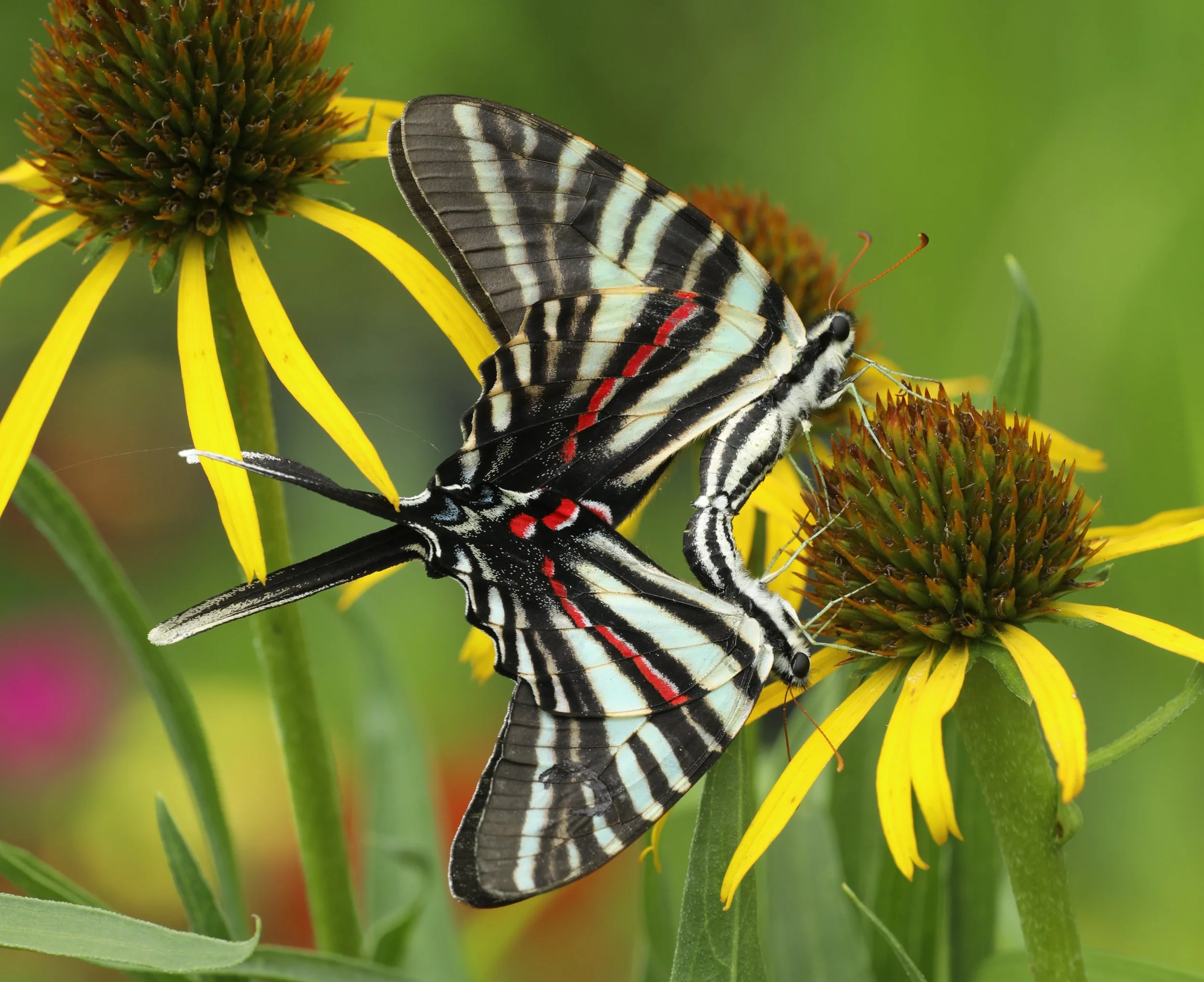 A zebra swallowtail butterfly on yellow flowers with a blurred green background.