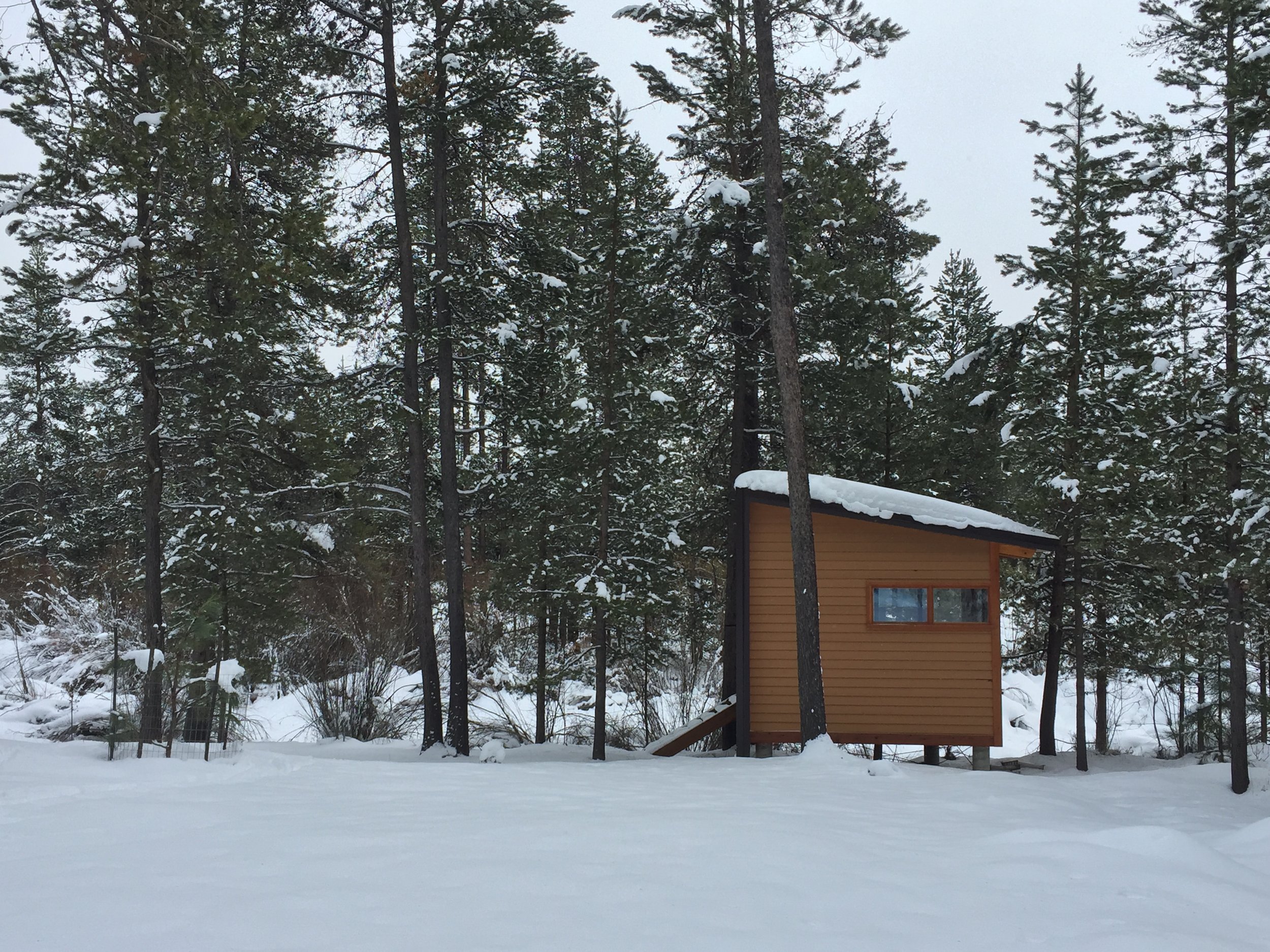 Snow-covered yard with a wooden house, tall pine trees, and a cloudy sky.
