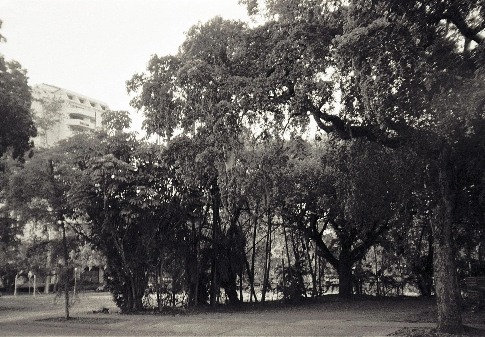 Trees_no fence.jpg