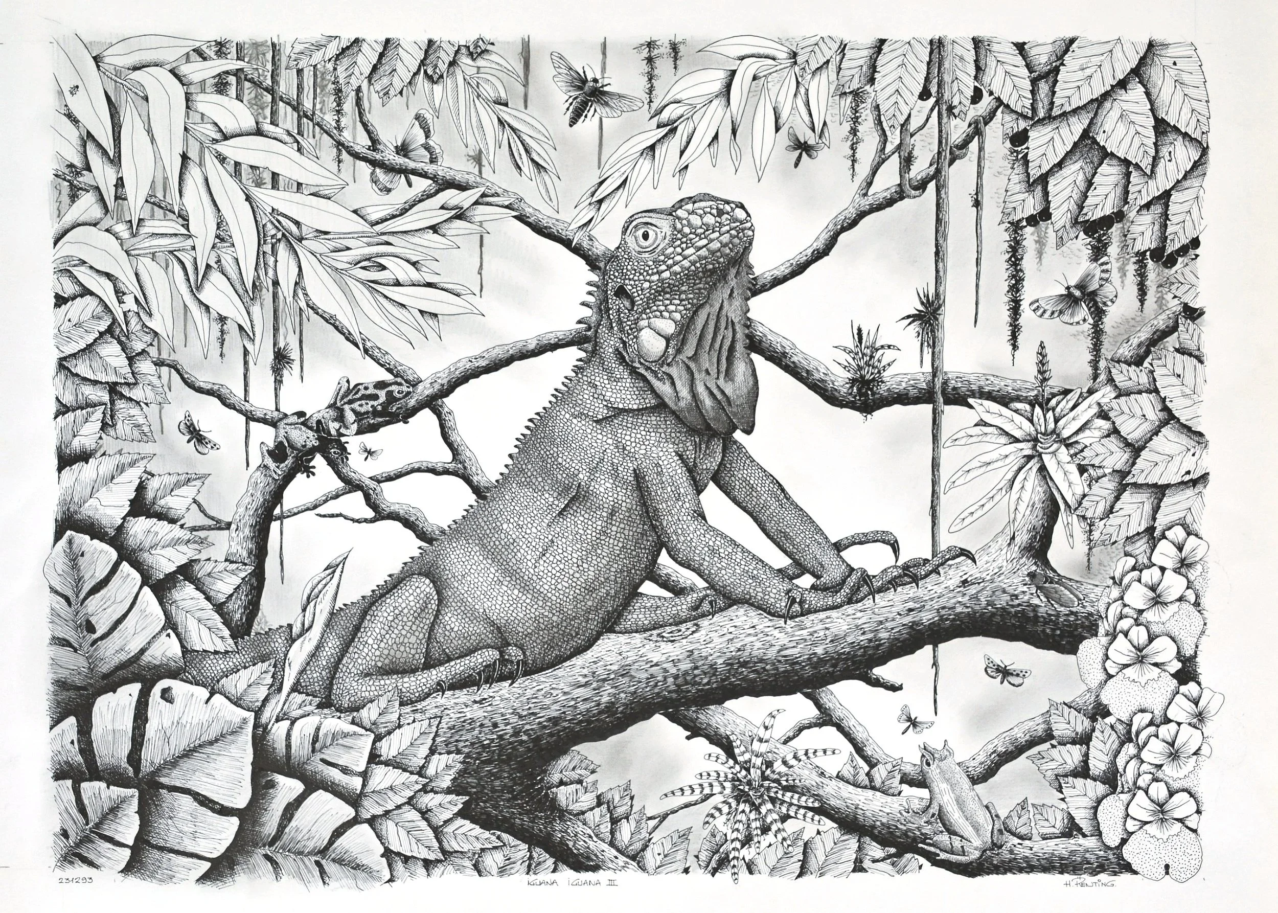 Iguana Iguana III  23.12.1993