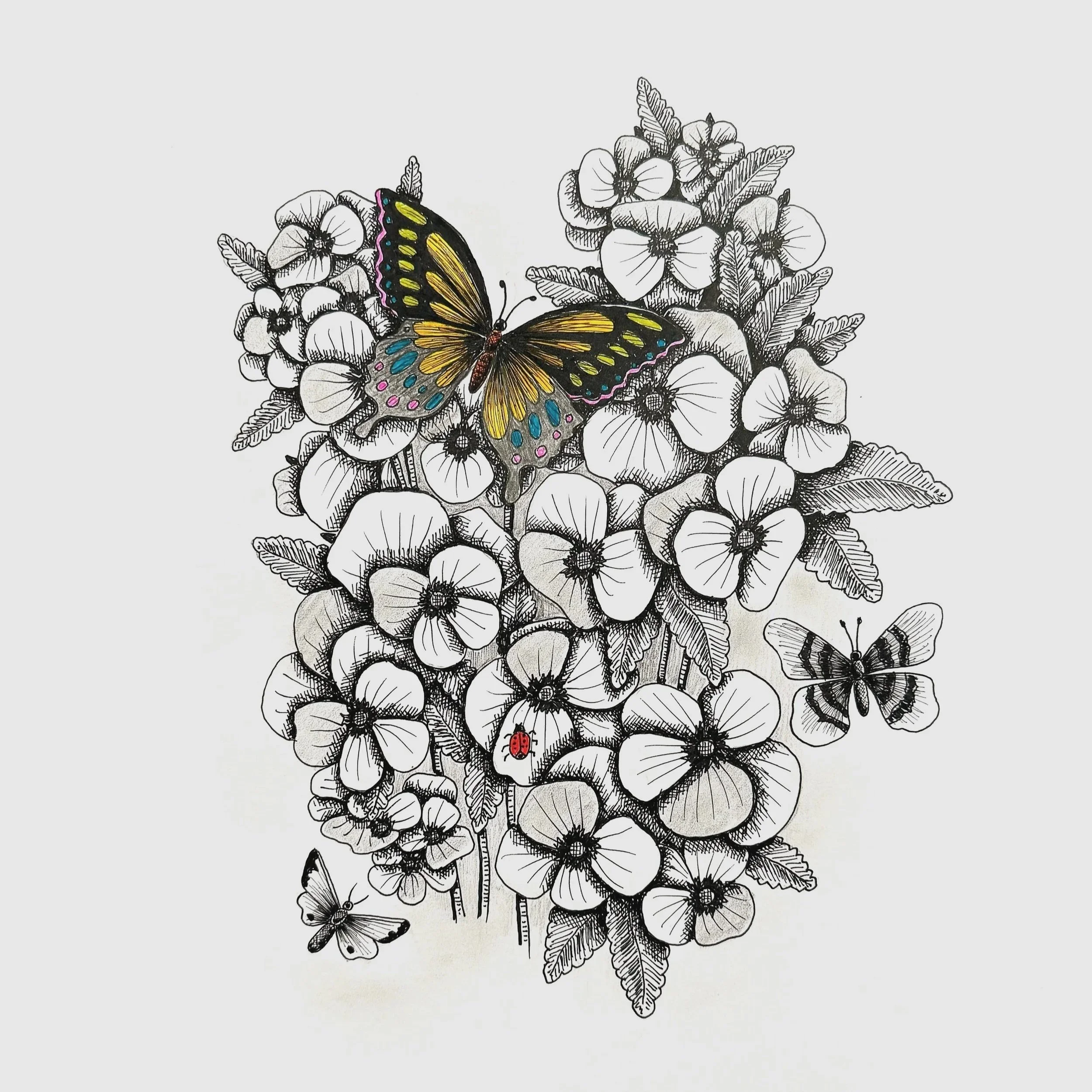 Drawings :  LEPIDOPTERA