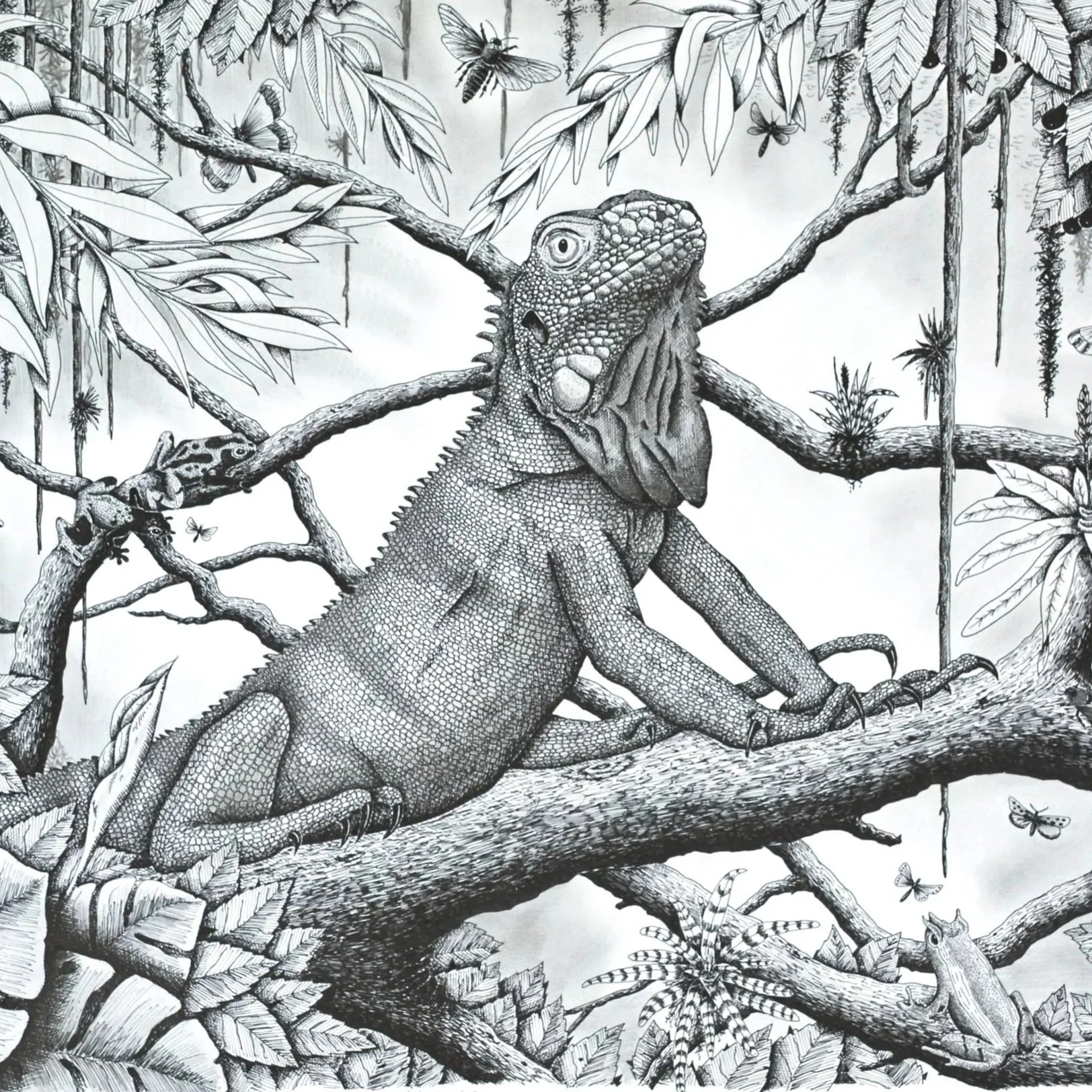 Drawings: FLORA  &  FAUNA