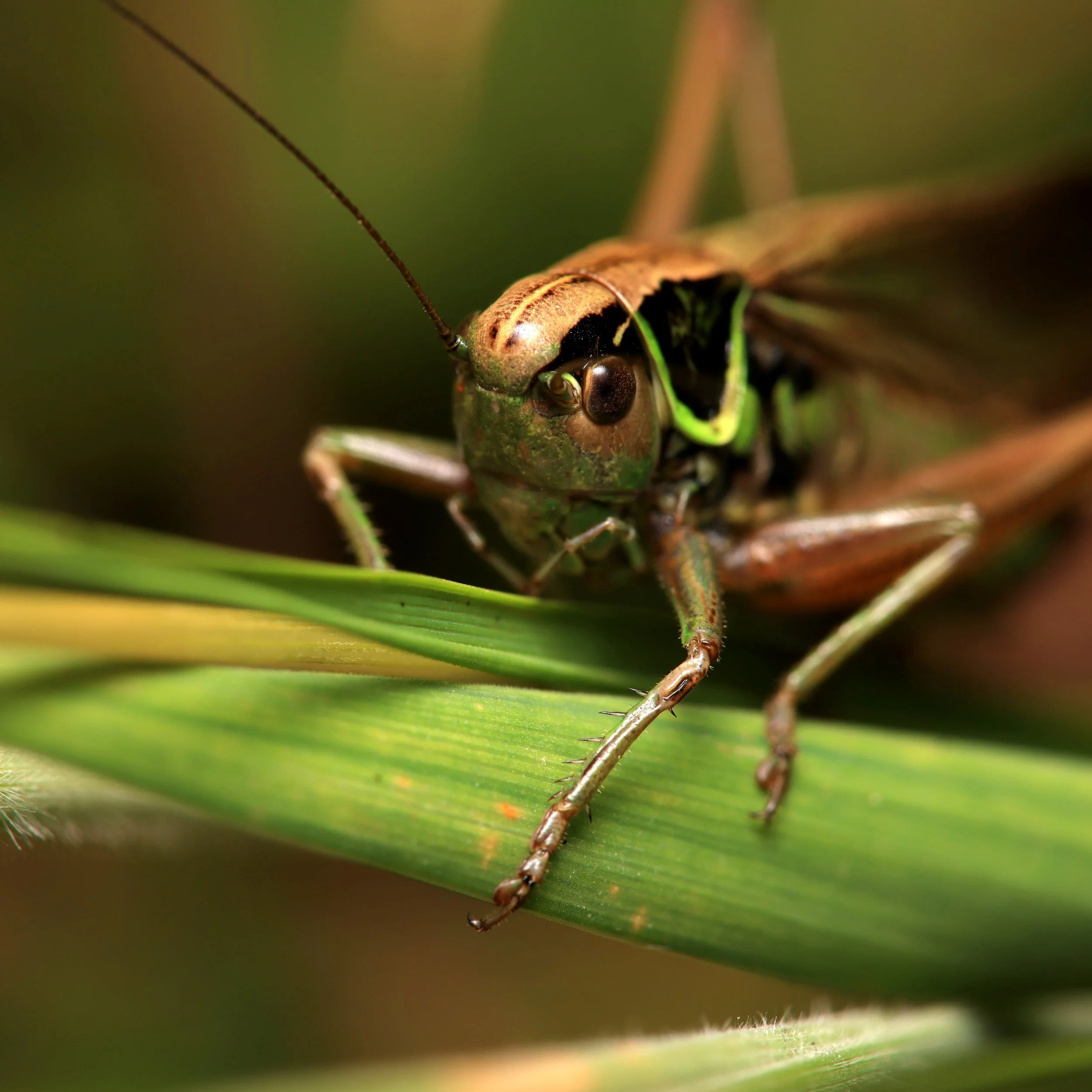 Close-up of a green and brown grass-hopper on a green plant stem, showing its head, antenna, and detailed eyes.