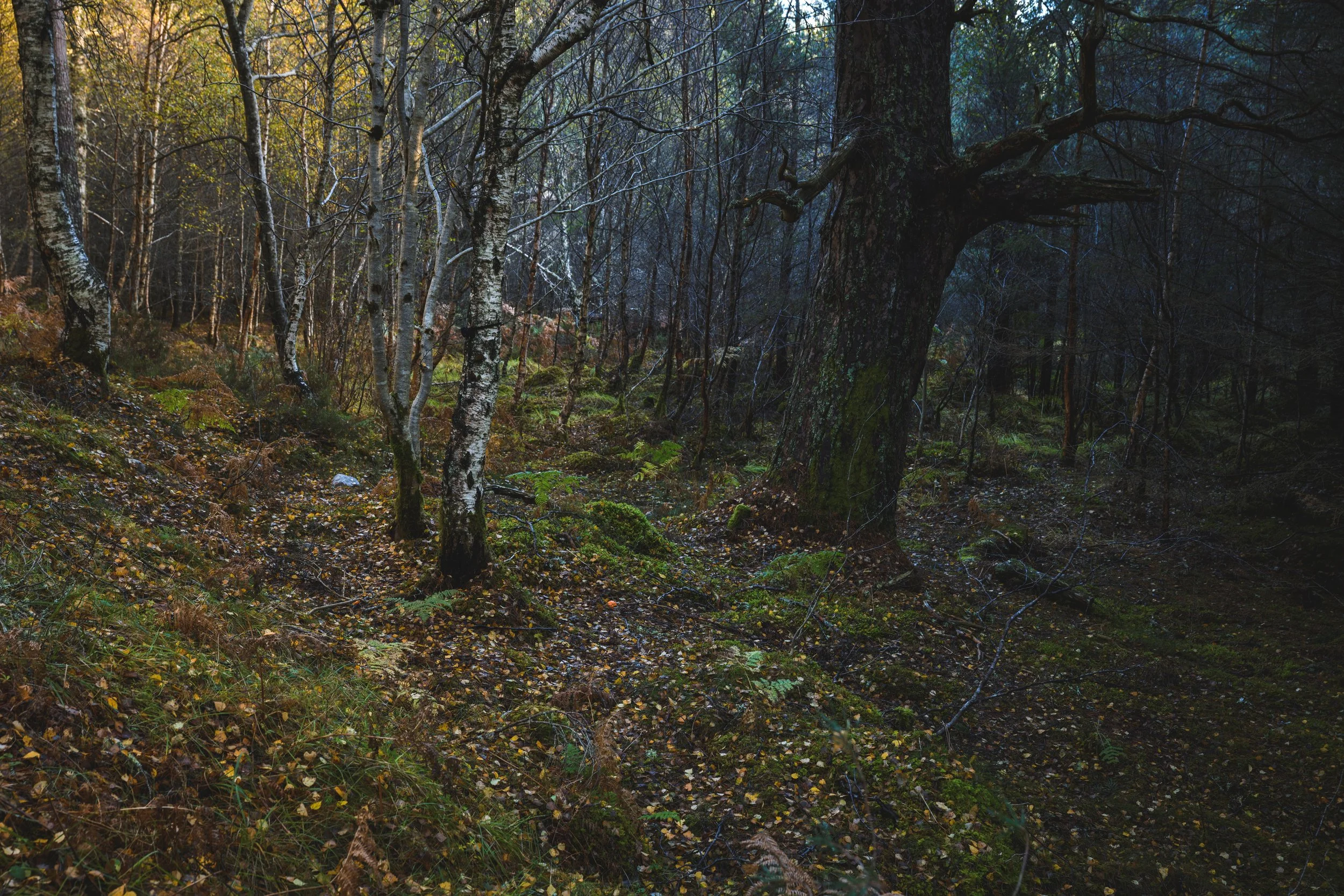 Both Darkness and Light