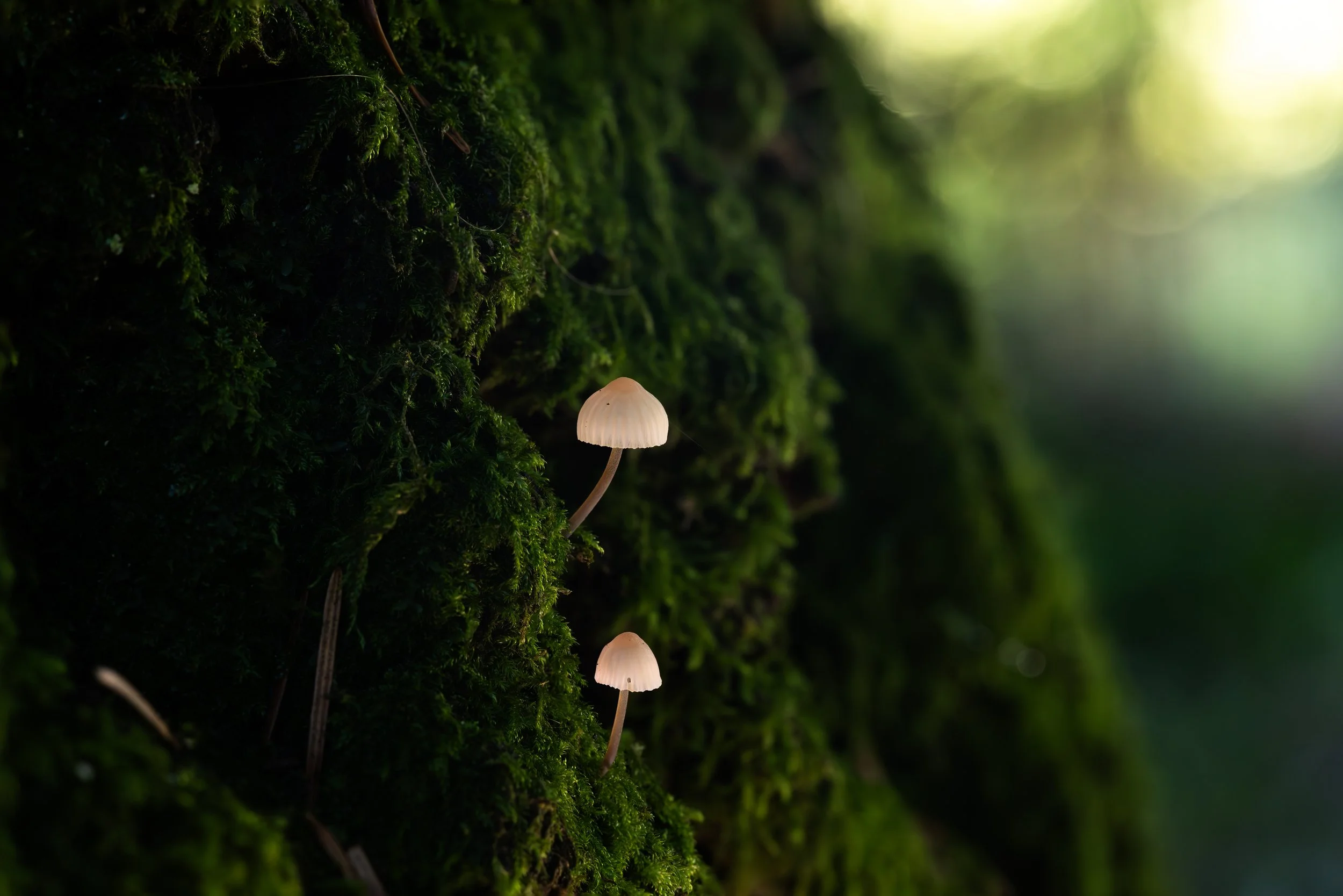 Small white mushrooms growing on moss-covered tree bark in a forest.