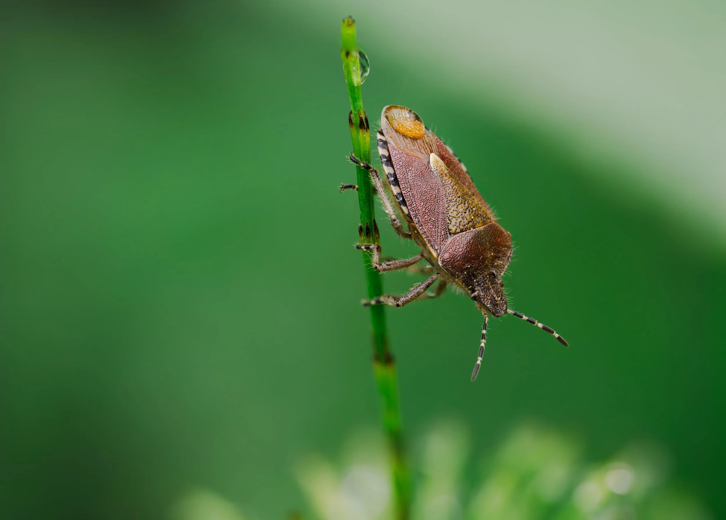 Close-up of a small shield-bug perched on a green plant stem against a blurred green background.