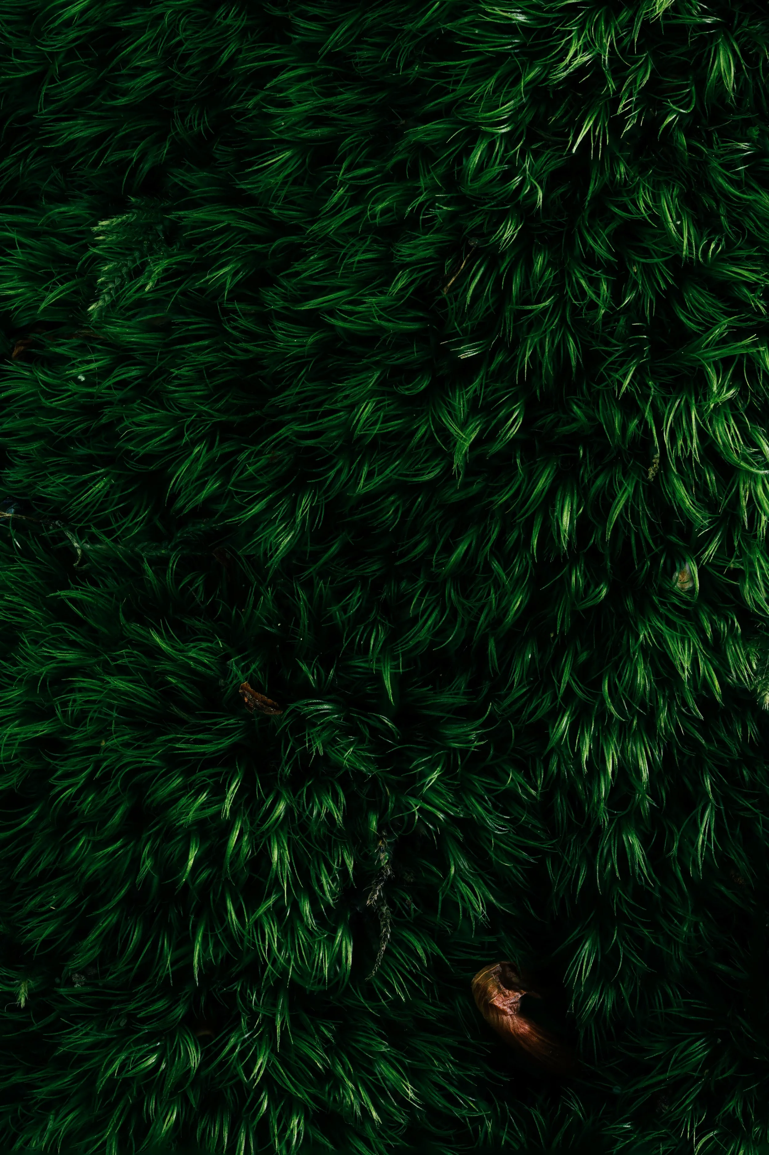 Close-up of vibrant green moss with small brown leaves scattered throughout.