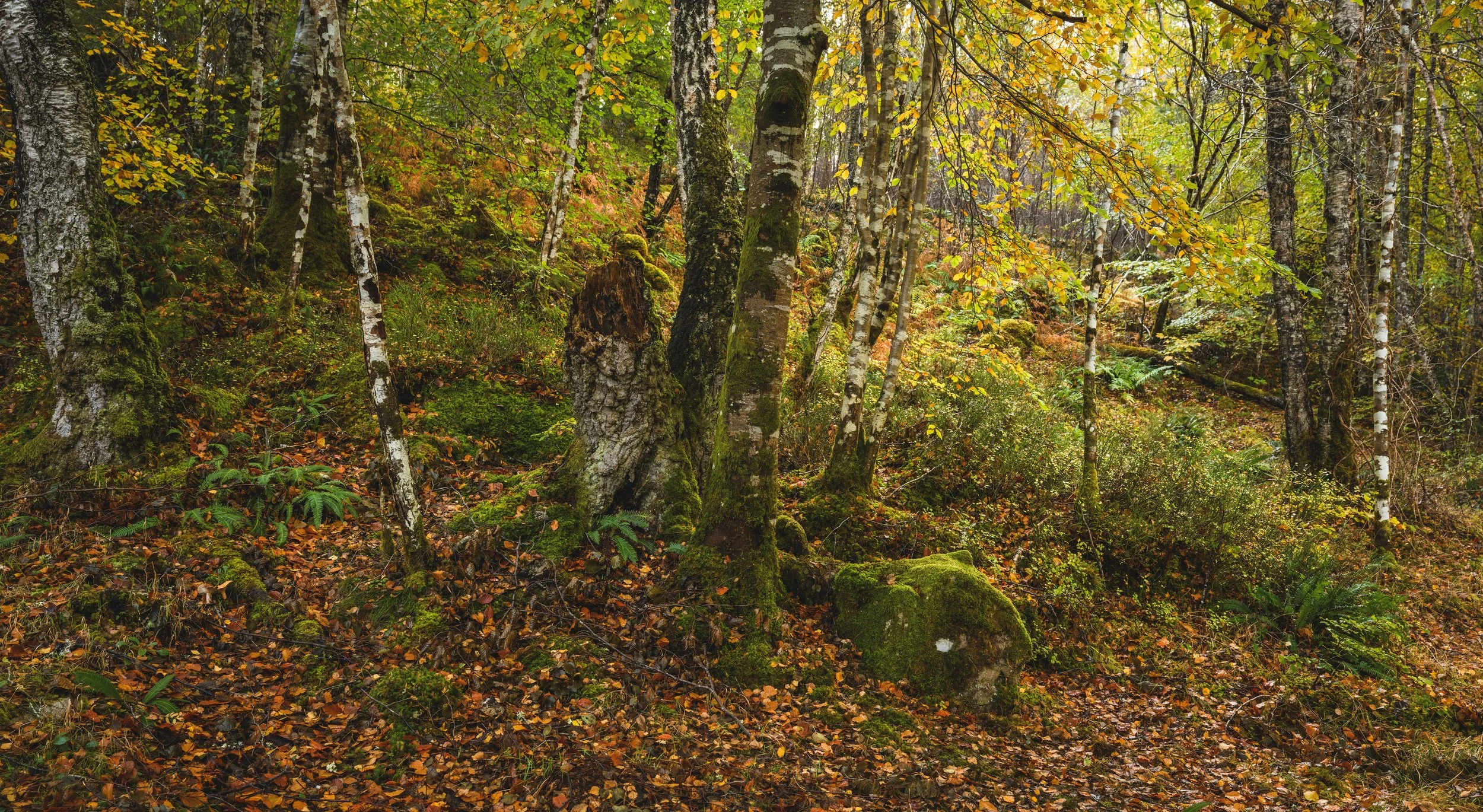 Autumn in Rogie falls area is full of yellows, greens and brown leaf litter.