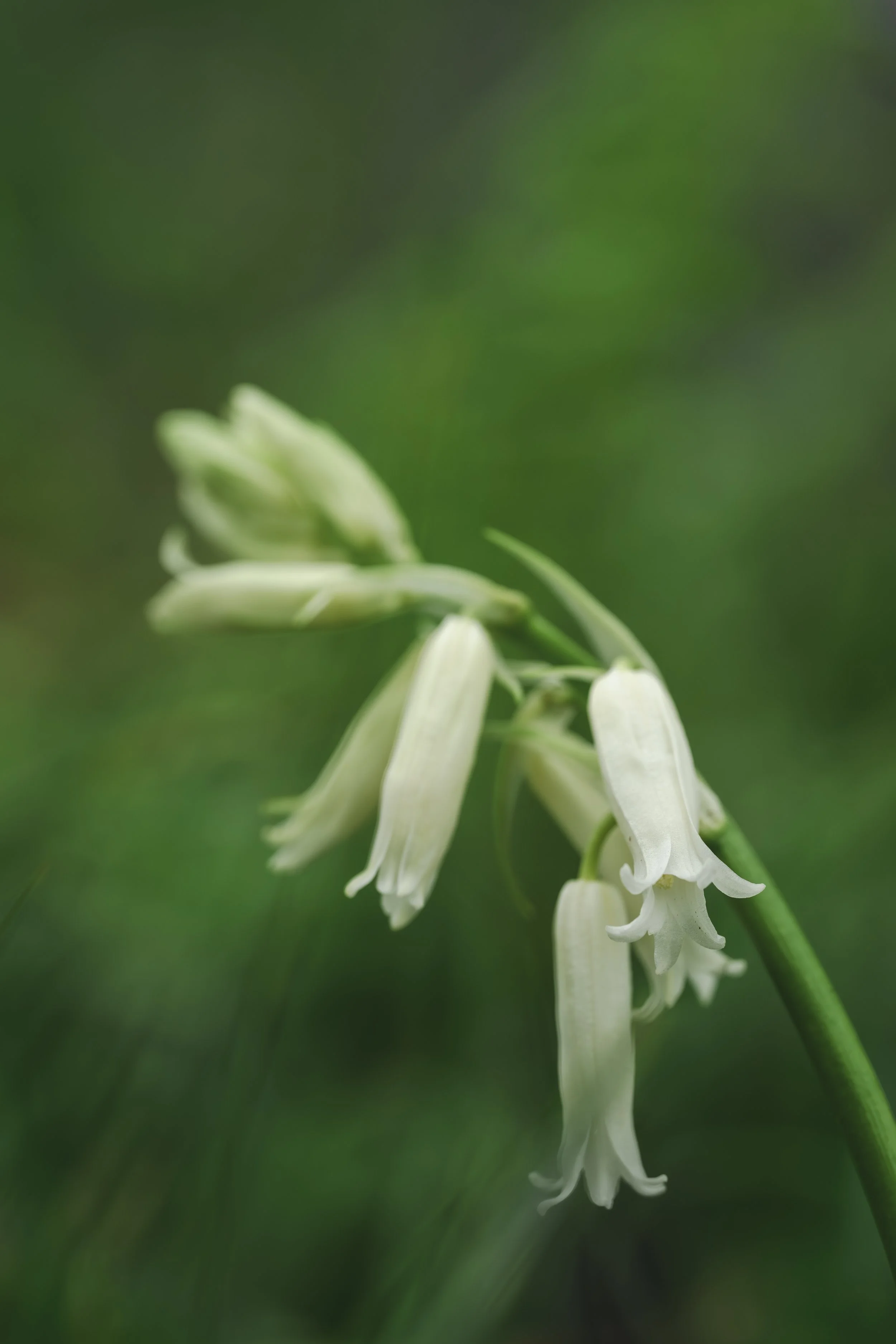 Close-up of white bluebell flowers blooming.