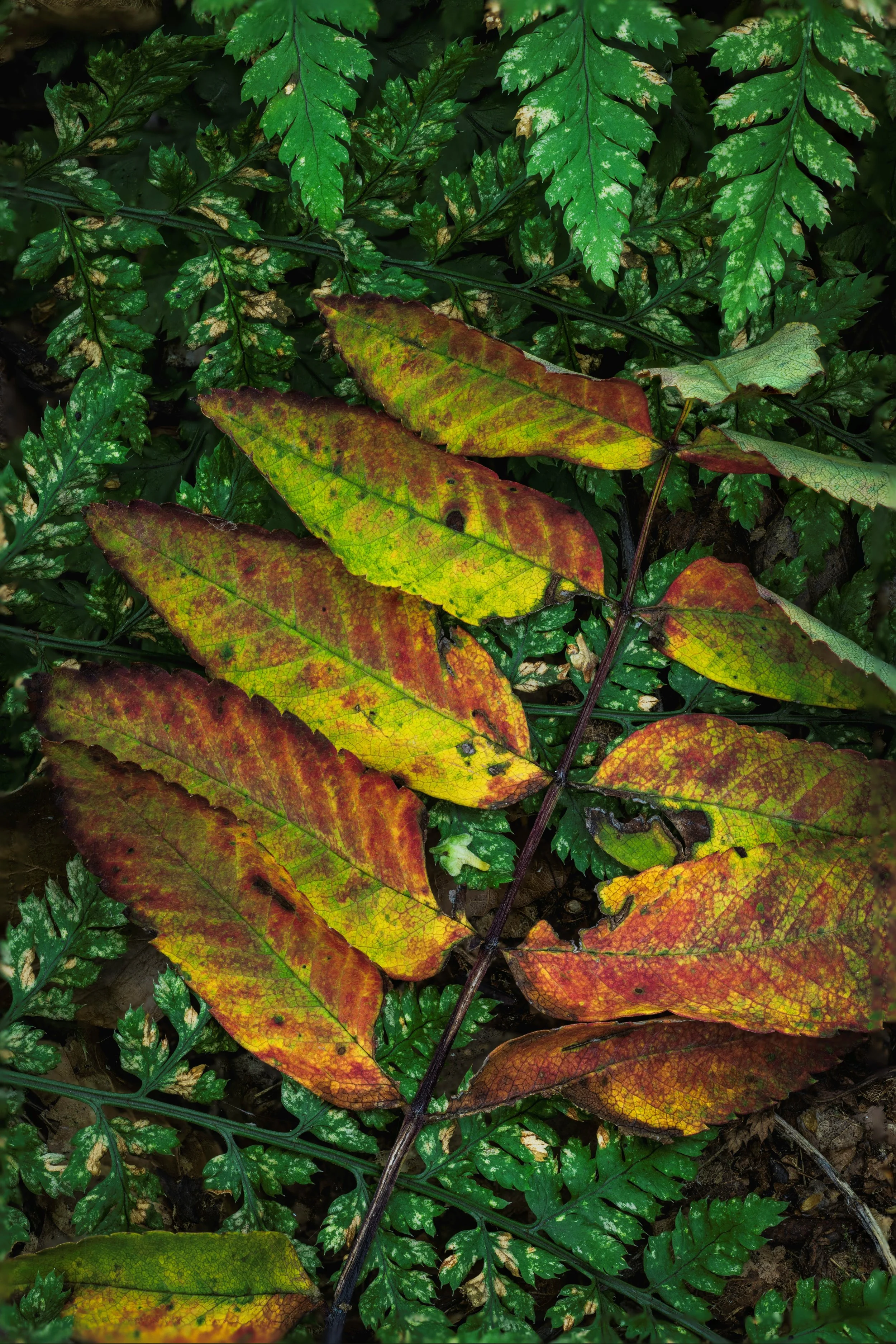 Amongst the leaves the colours stand out