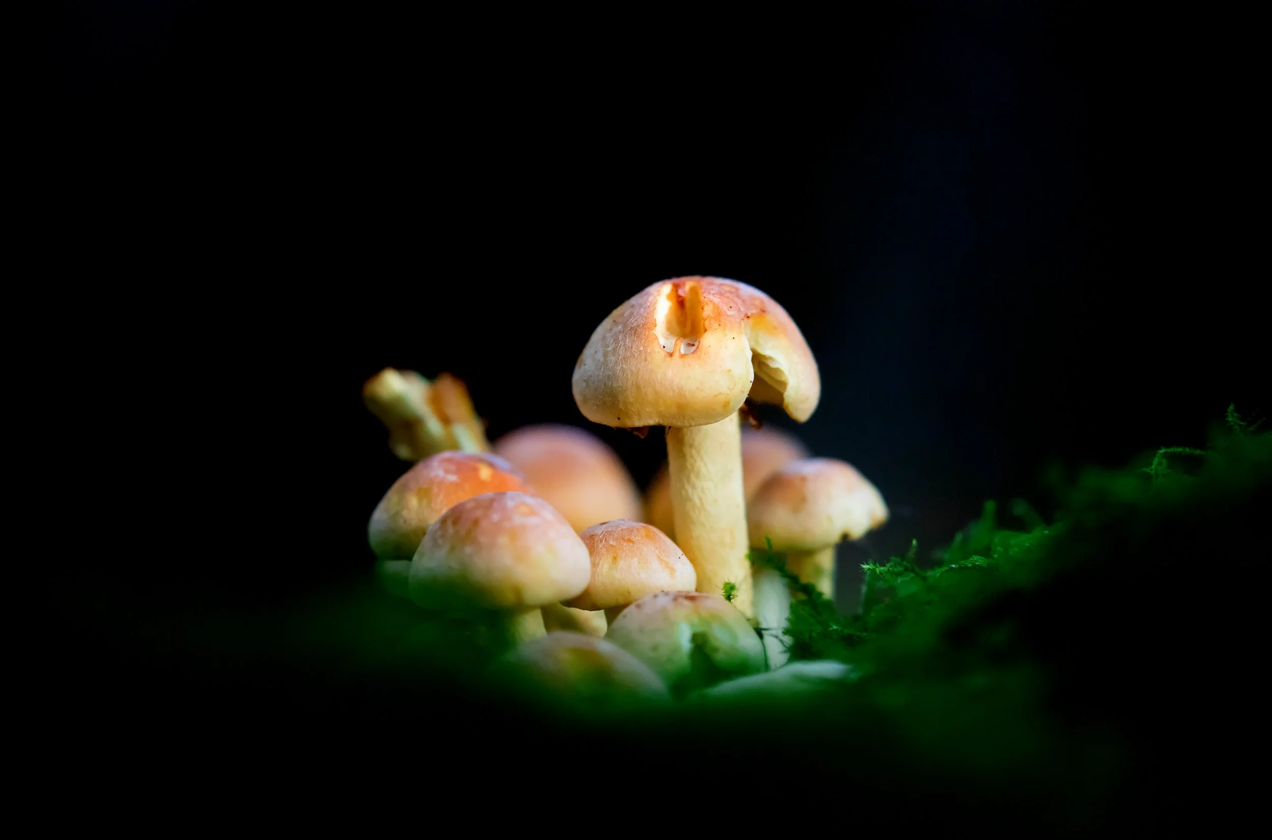 Cluster of small mushrooms growing on a dark background with green moss at the base.