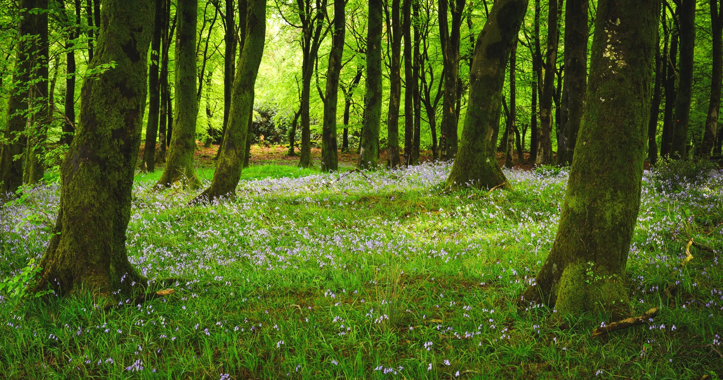 A gorgeous bluebell scene showcasing the time of year where life begins again.