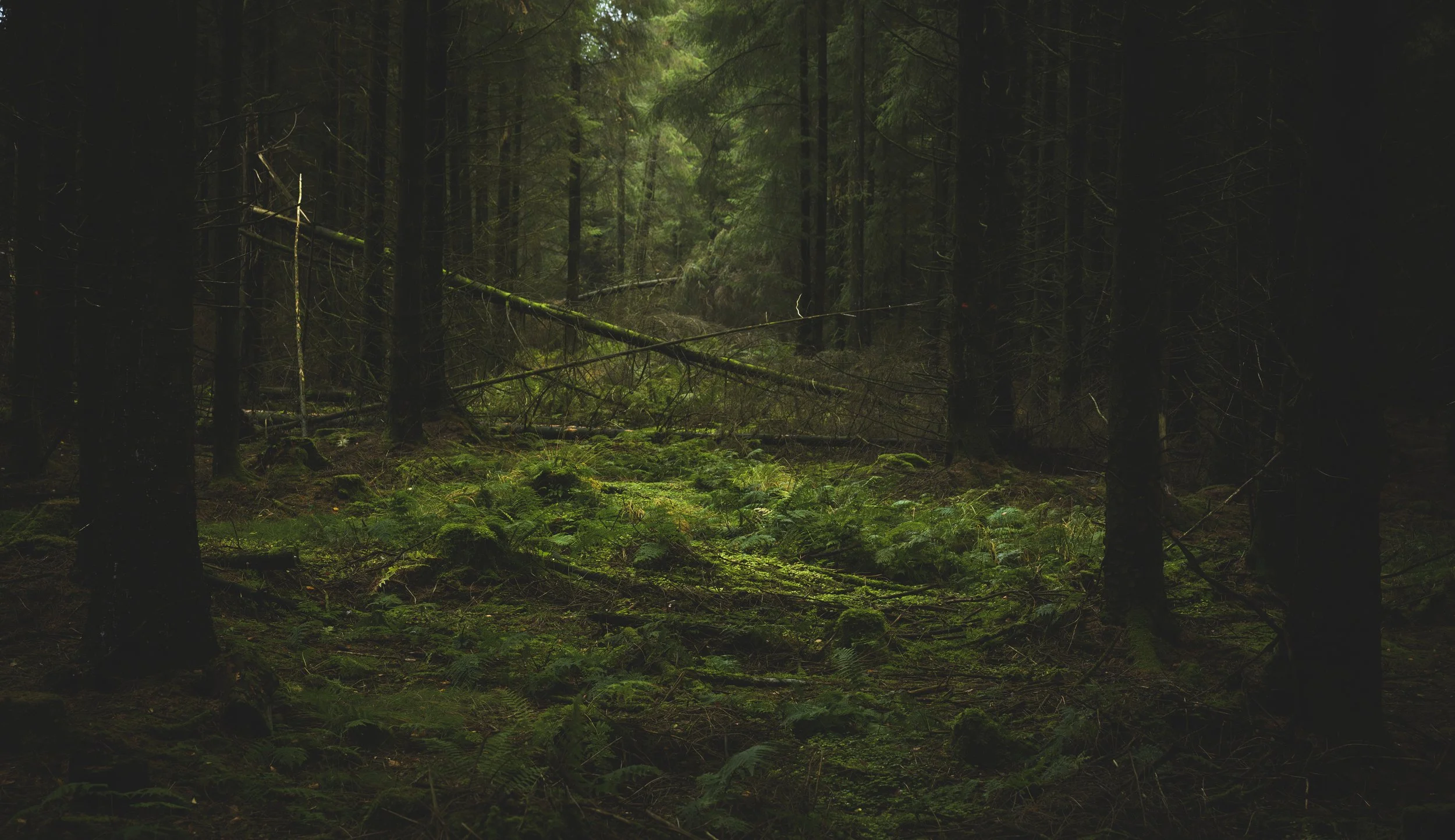 A dense forest with tall trees, moss-covered ground, and a slight opening in the canopy letting in diffuse light.
