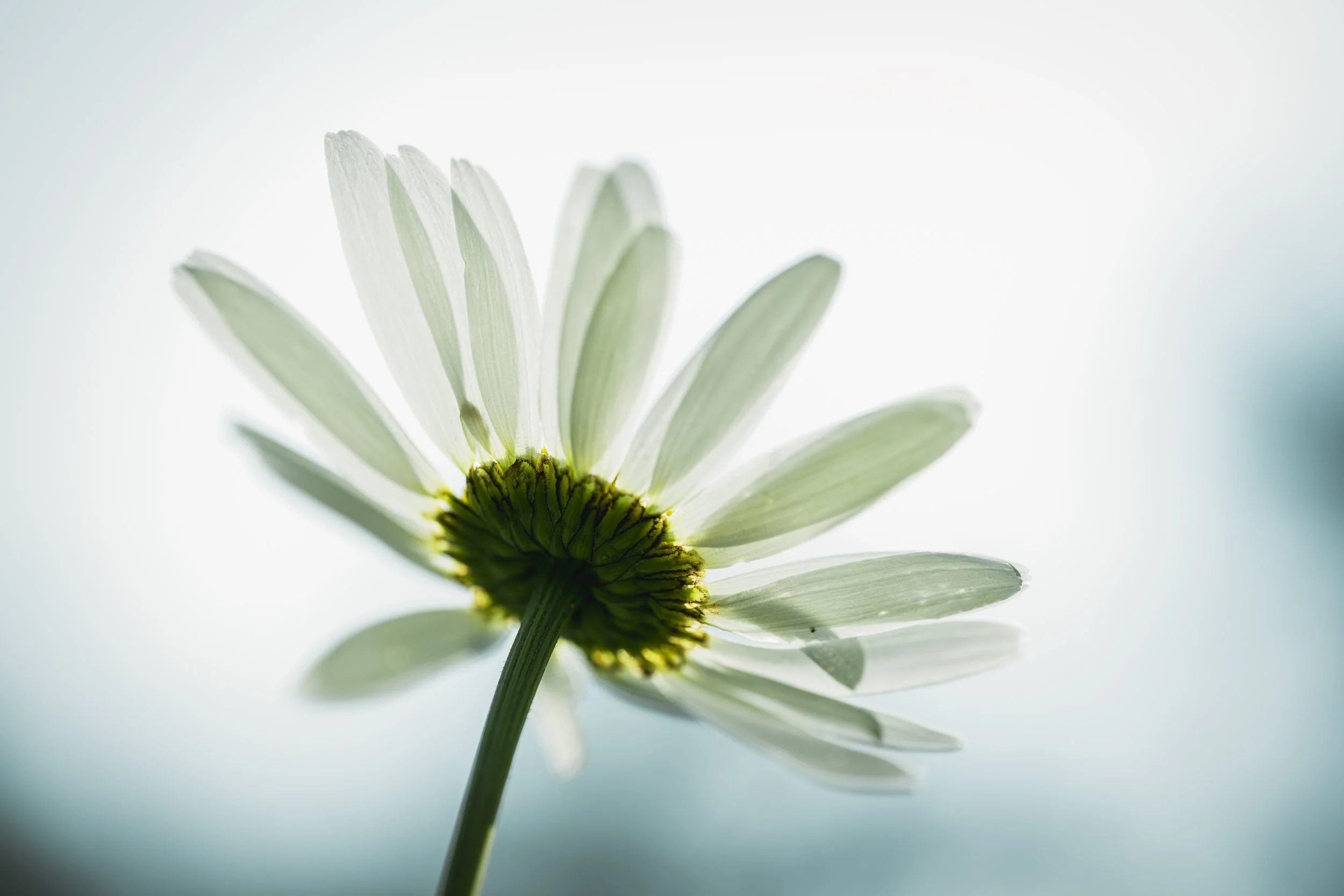 Close-up of a white daisy flower from beneath, showing the back of the petals and the green center with a blurred background.