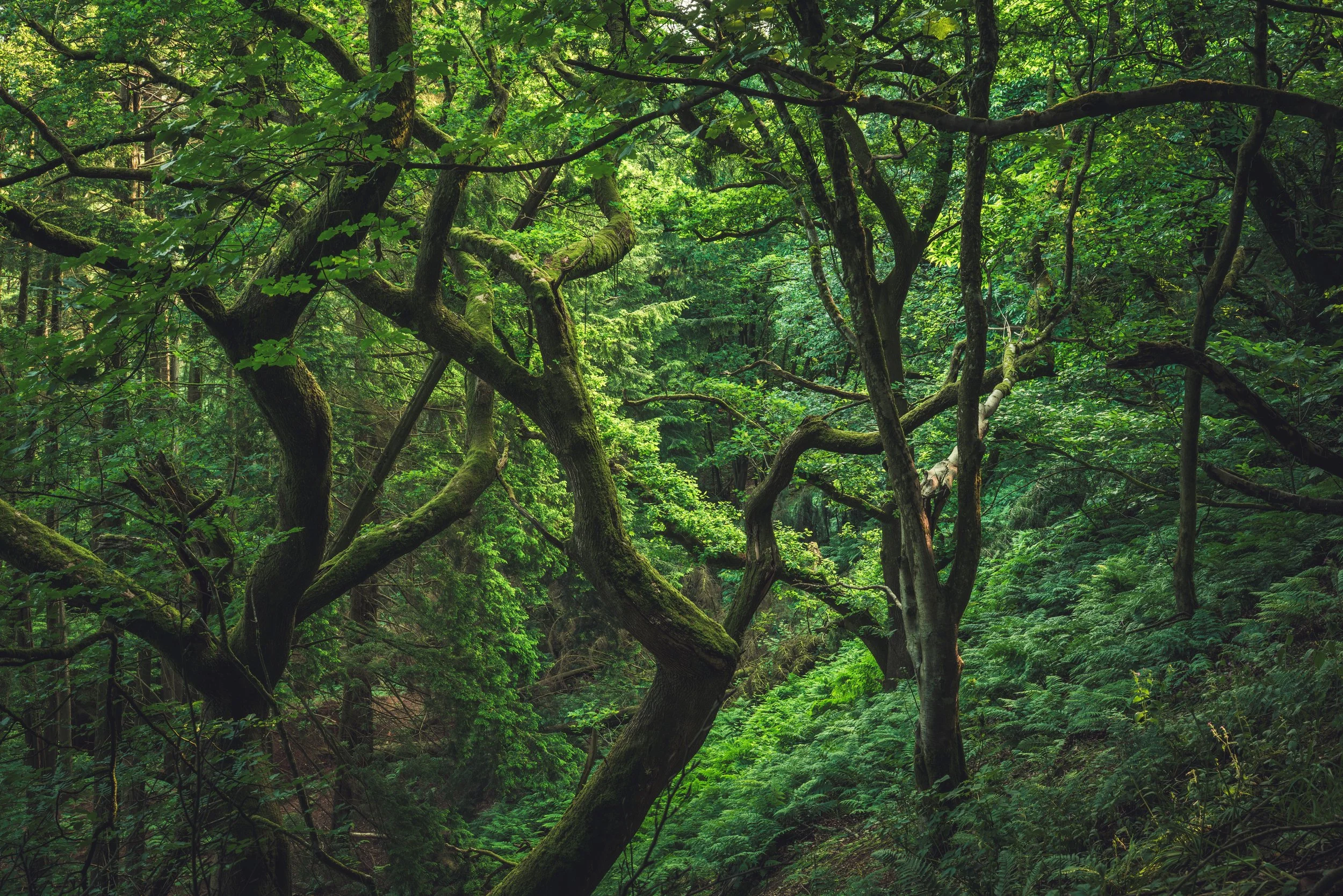 Dense green forest with moss-covered trees and lush foliage.