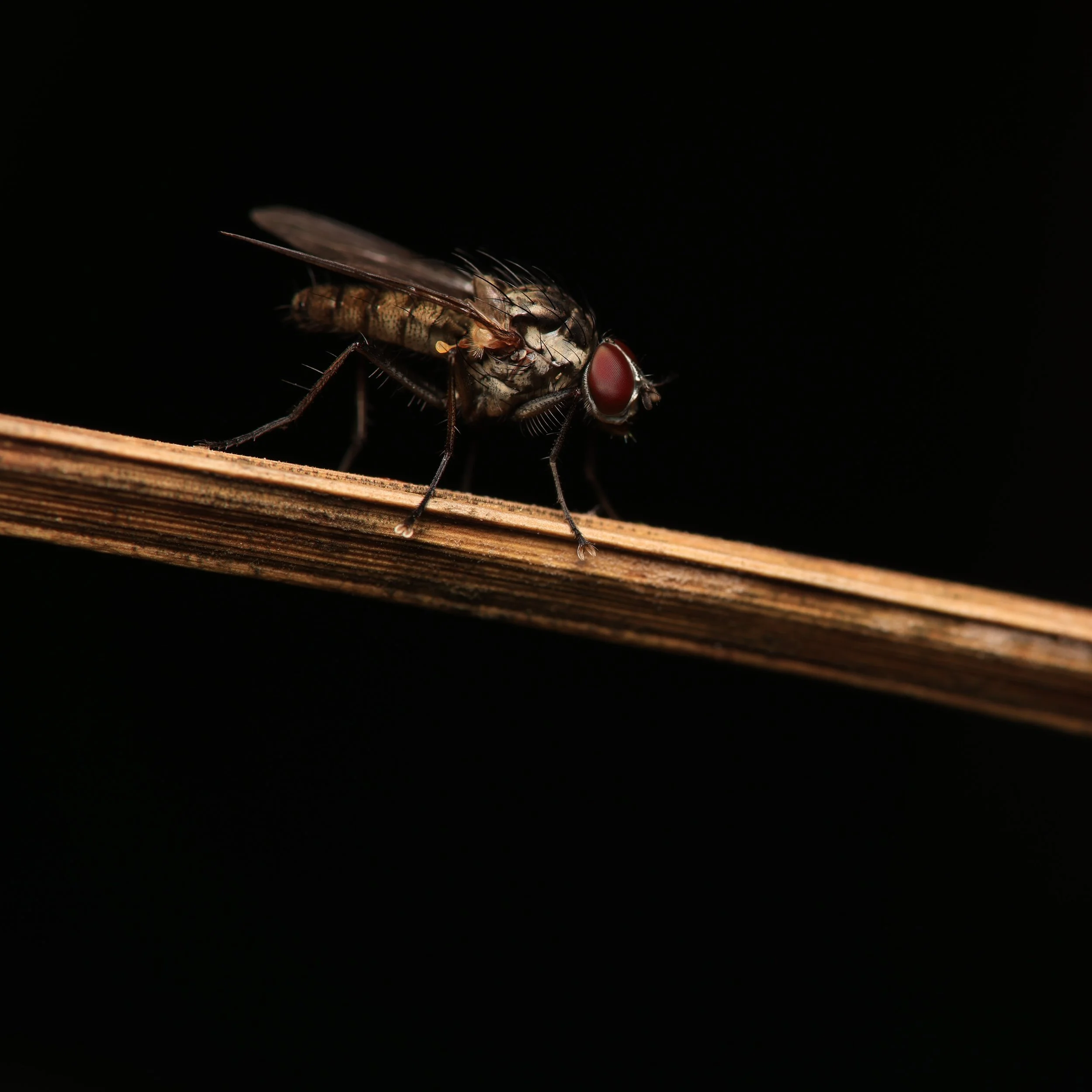 Close-up of a fly perched on a wooden stick against a black background.