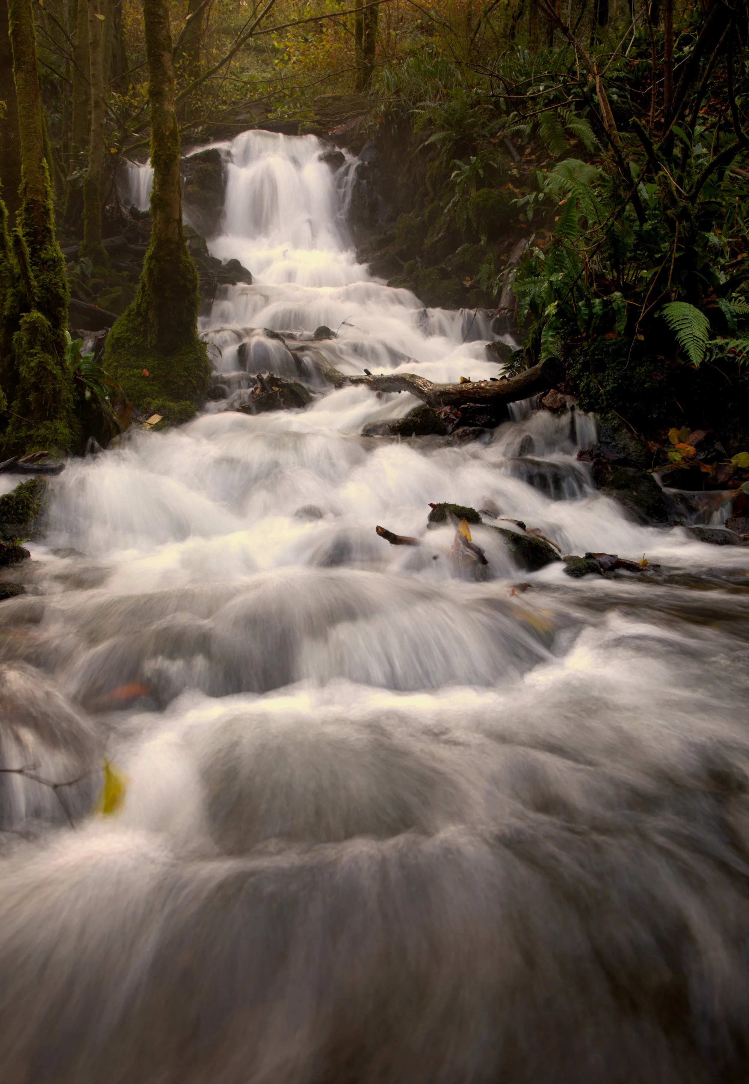 A cascading waterfall in a lush green forest with moss-covered trees and rocks, and flowing water.