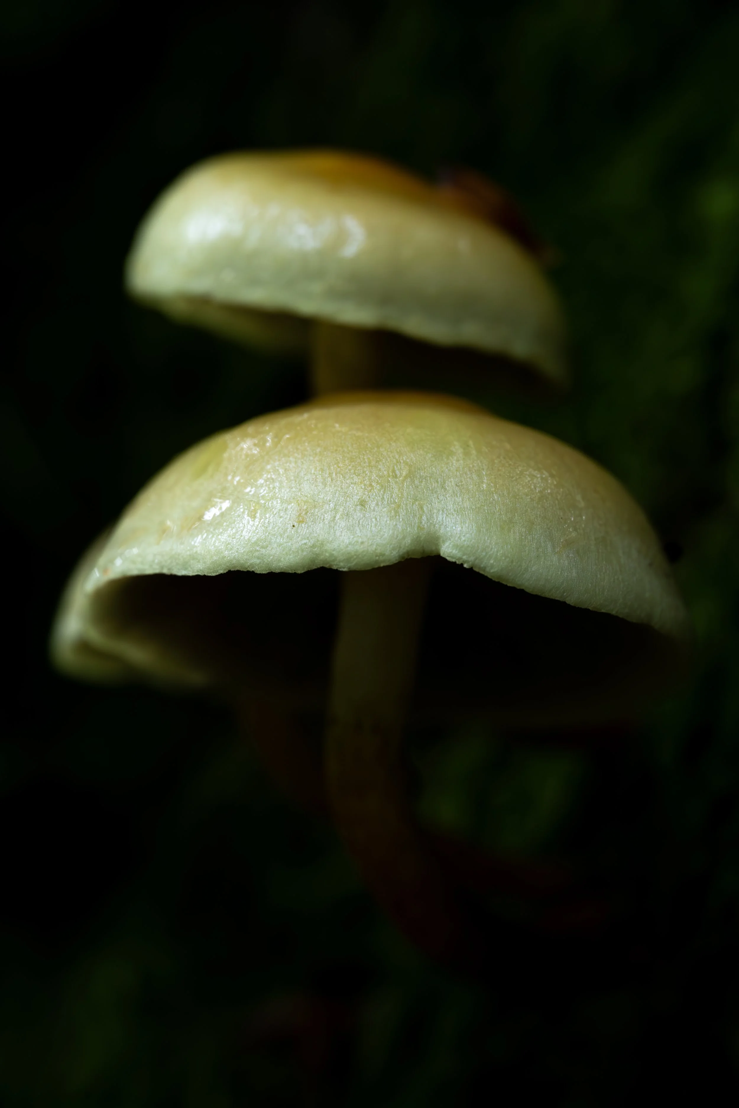 Close-up image of two light-colored mushrooms with dark background