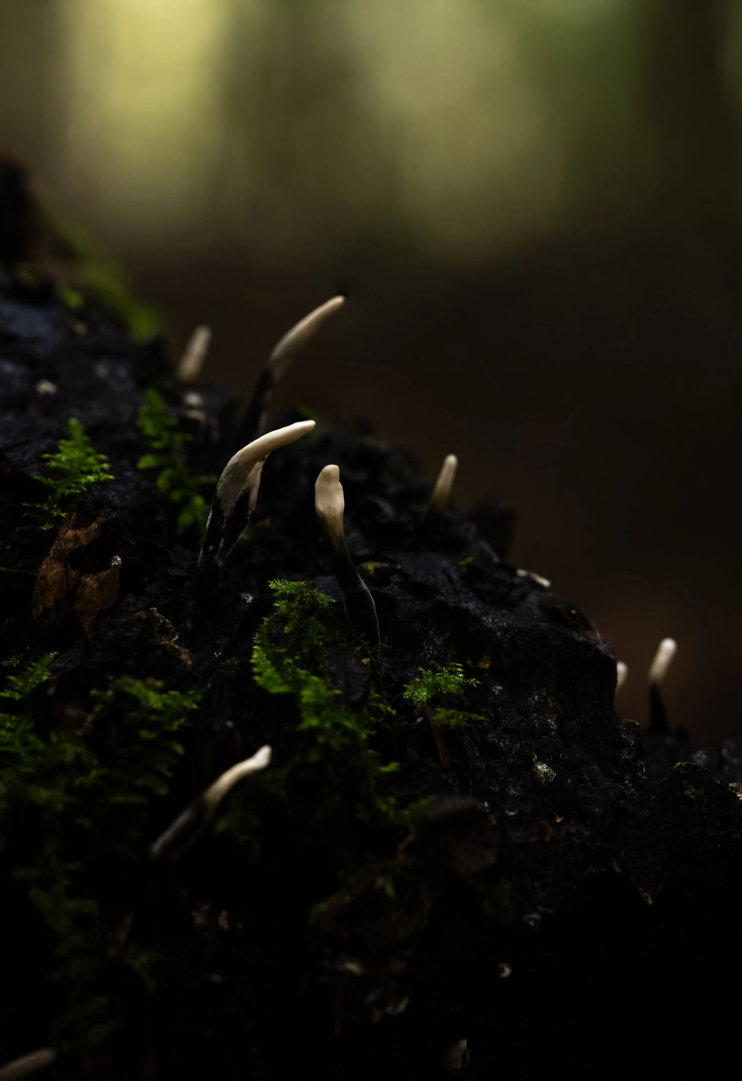 Close-up of small white-tipped fungi growing on damp dark wood with green moss in a forest setting.