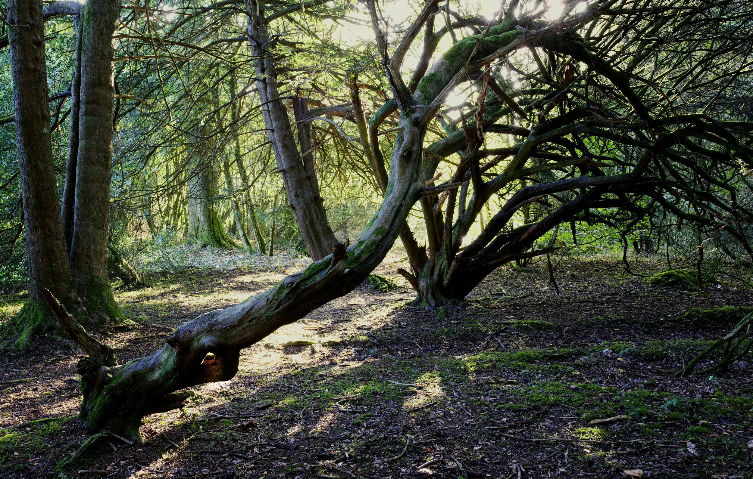 A dense forest scene with moss-covered trees and a twisted, low-hanging branch in the foreground, sunlight filtering through the canopy.