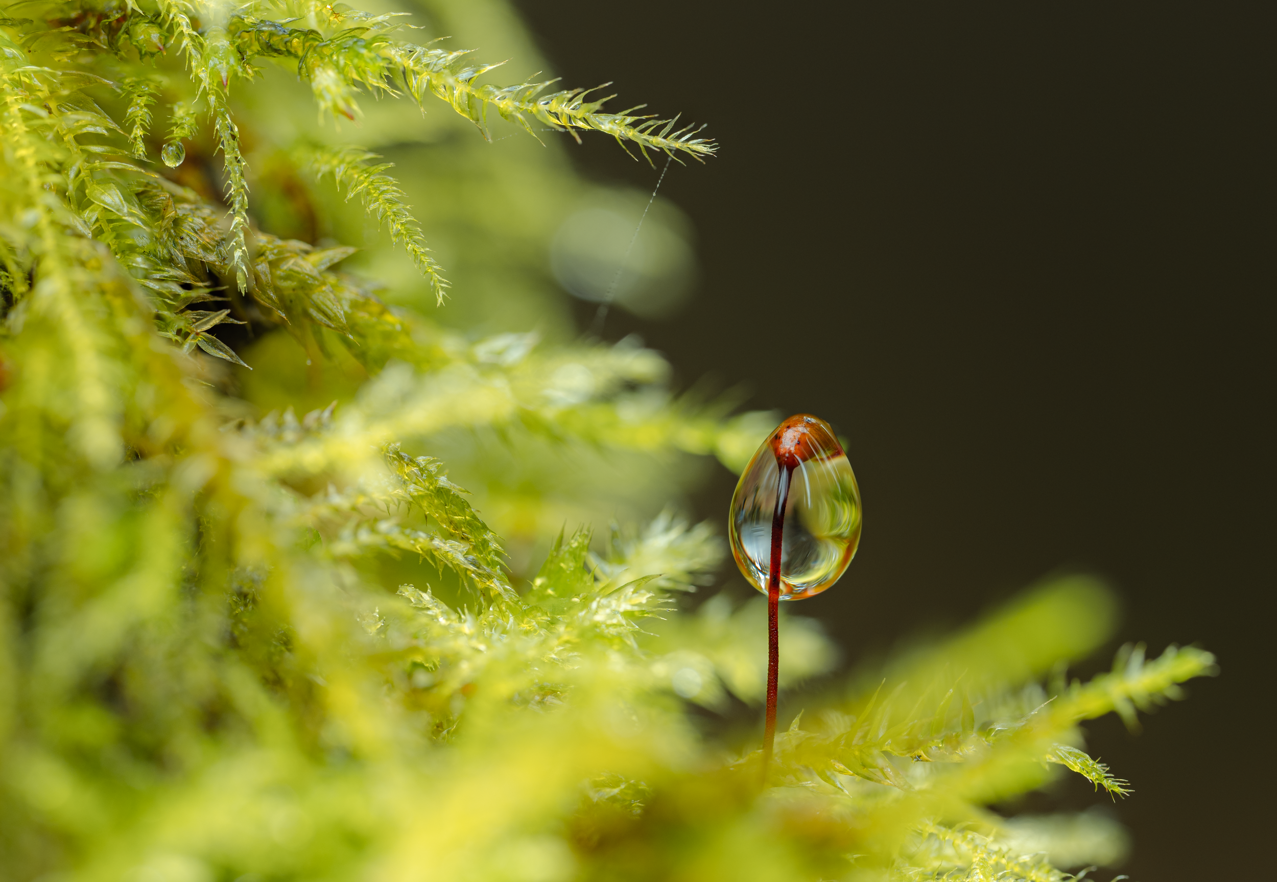 Close-up of a small, reddish-brown moss sporophyte with a single water droplet clinging to its tip, surrounded by green moss on a forest floor.
