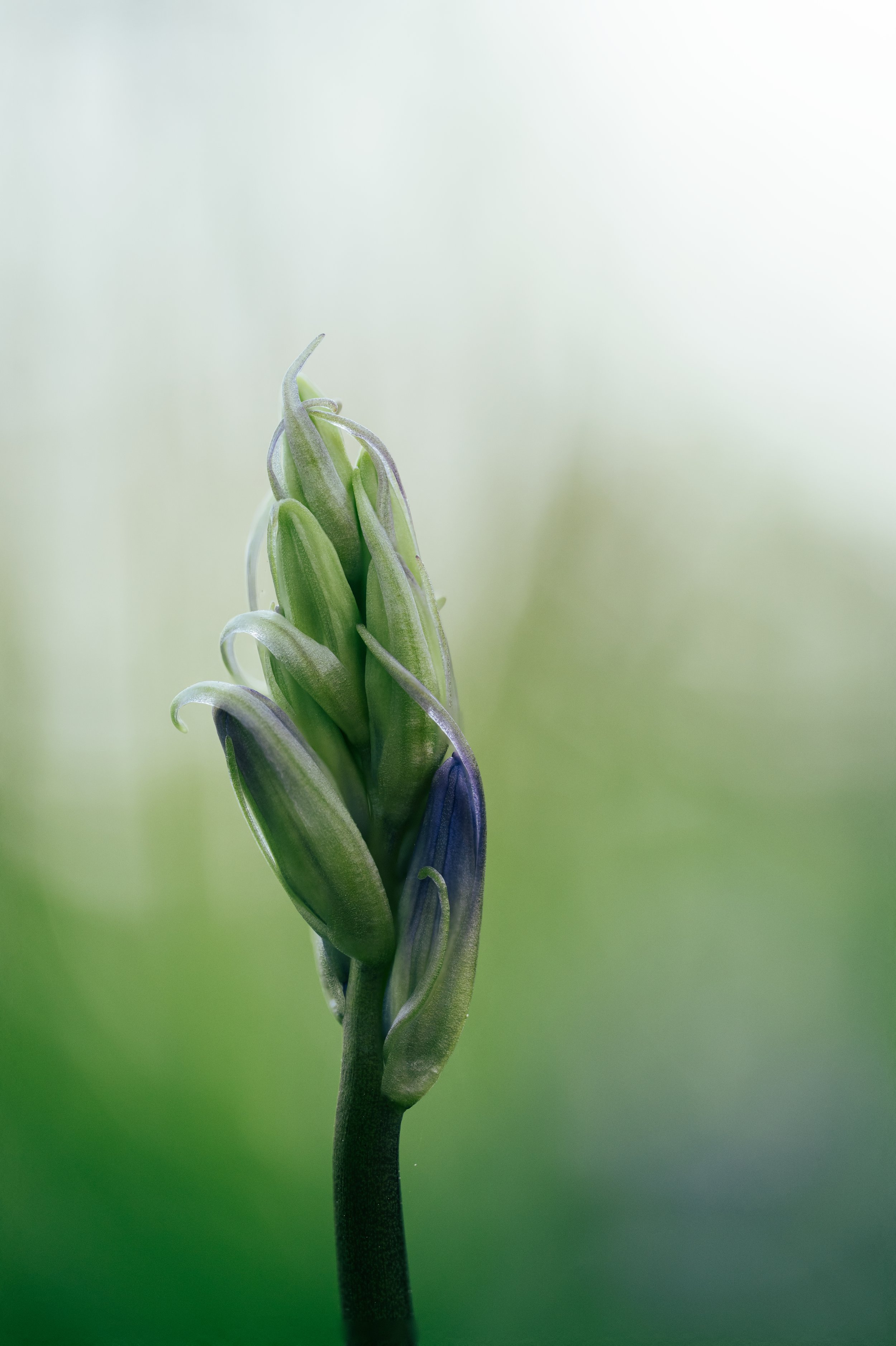 Close-up of a green and purple blooming flower bud with soft blurred background.
