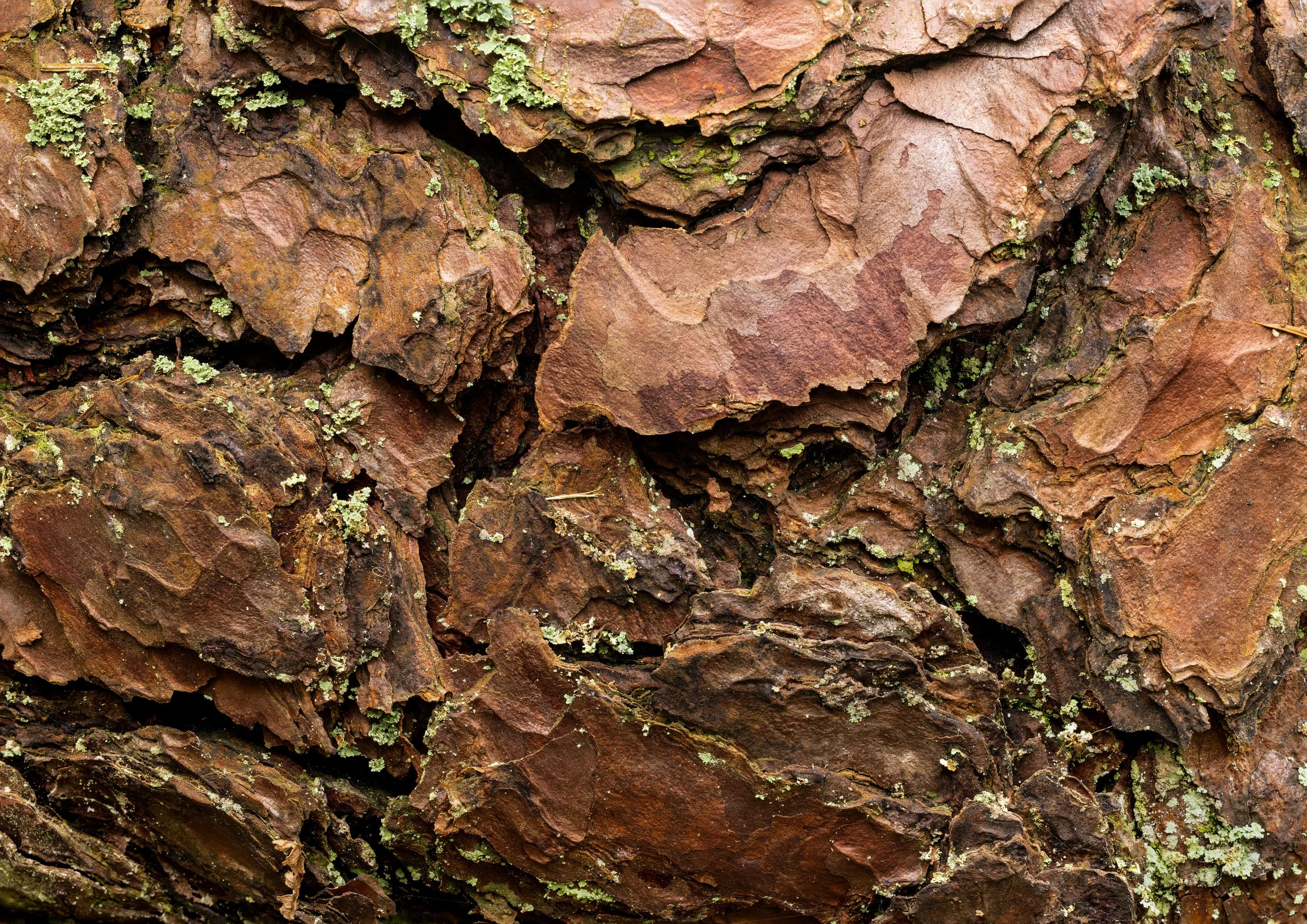 Close-up of reddish-brown tree bark with patches of green lichen.
