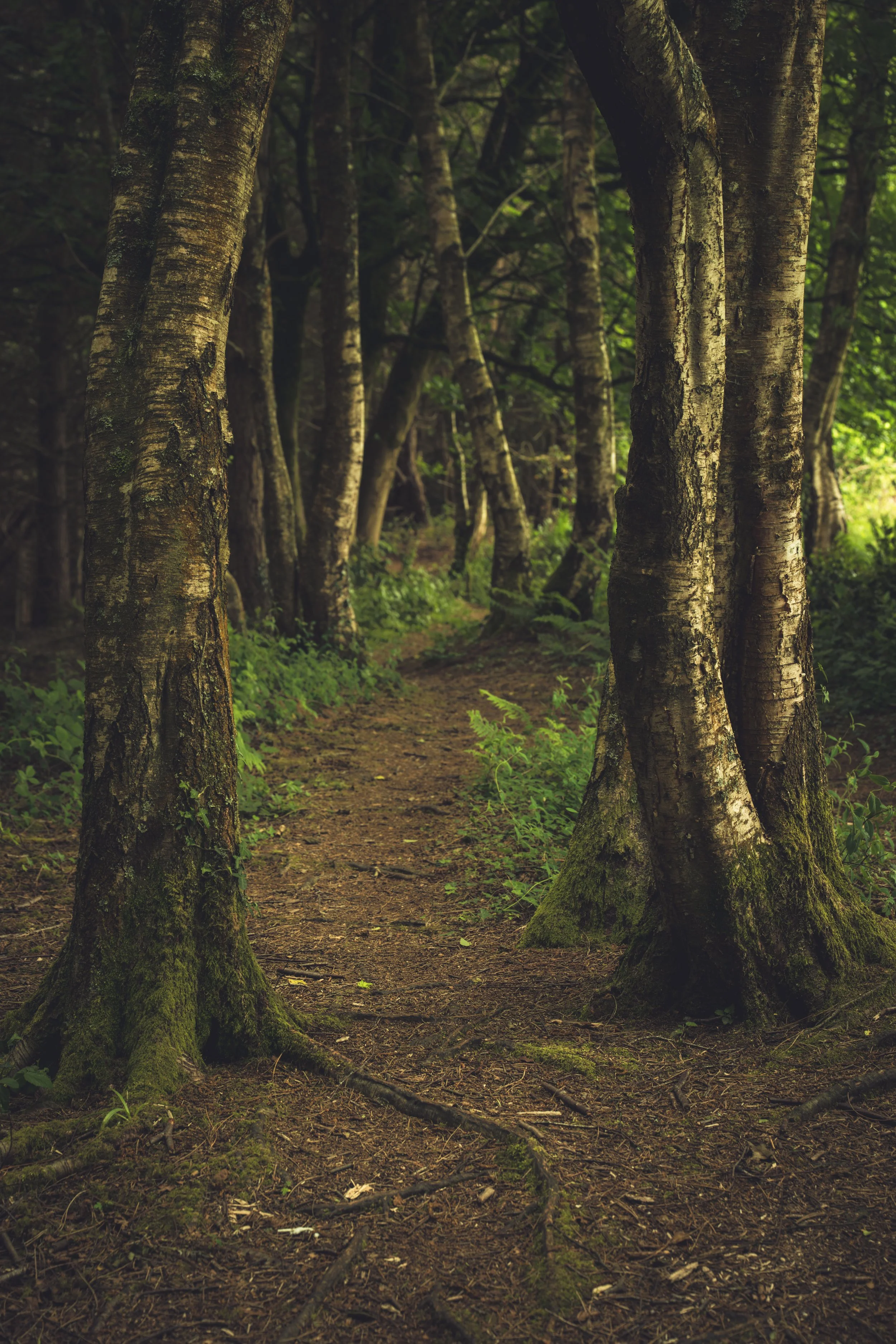 Silver Birch tree's border this pathway with soft tones.