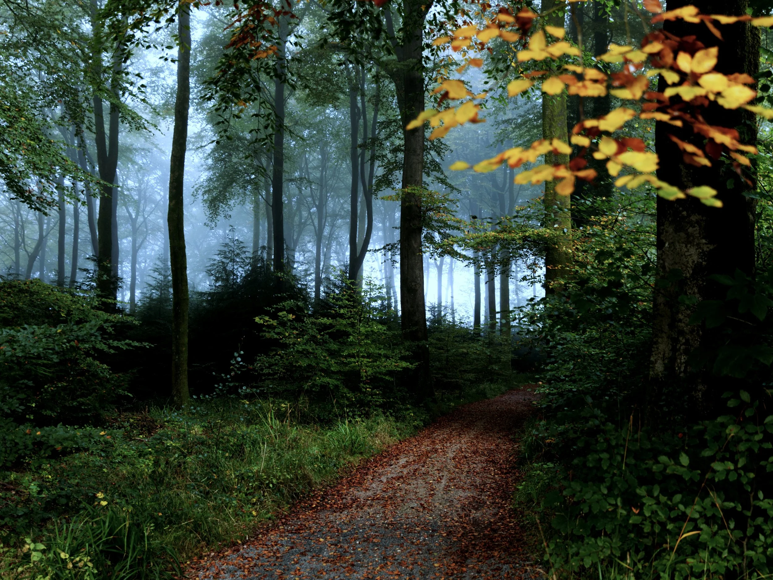 A foggy forest with tall trees and a pathway covered with fallen leaves.