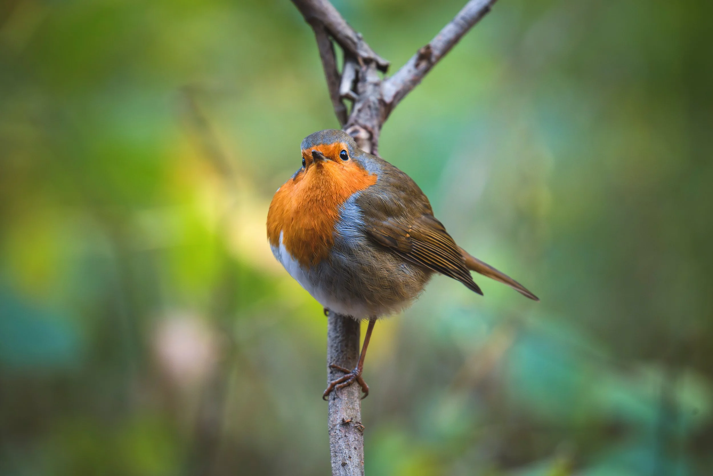 A Robin red breast perched on a thin branch in a natural setting with blurred green foliage .