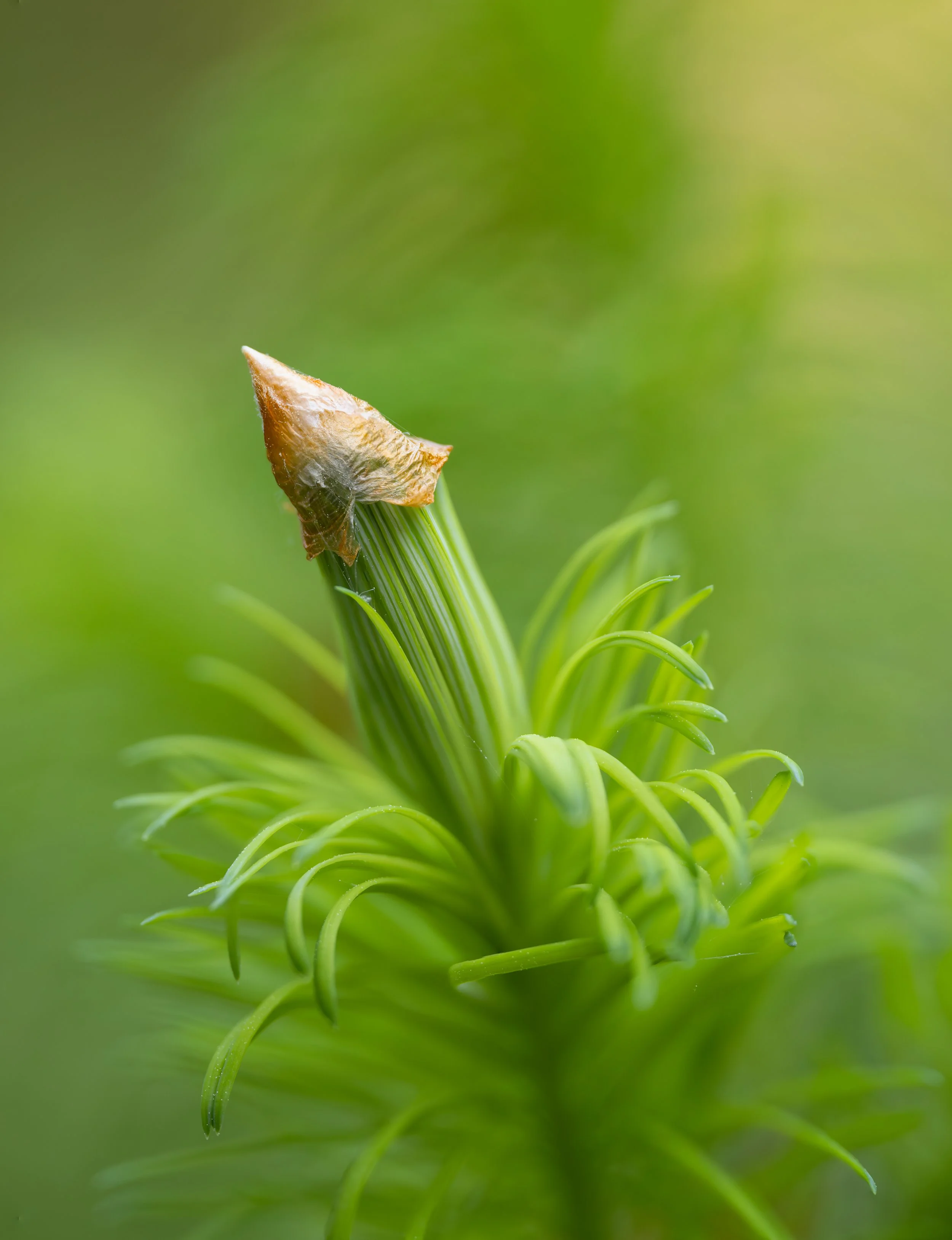 Close-up of a green pine cone starting to open, with a brown, dried pine scale at the tip.