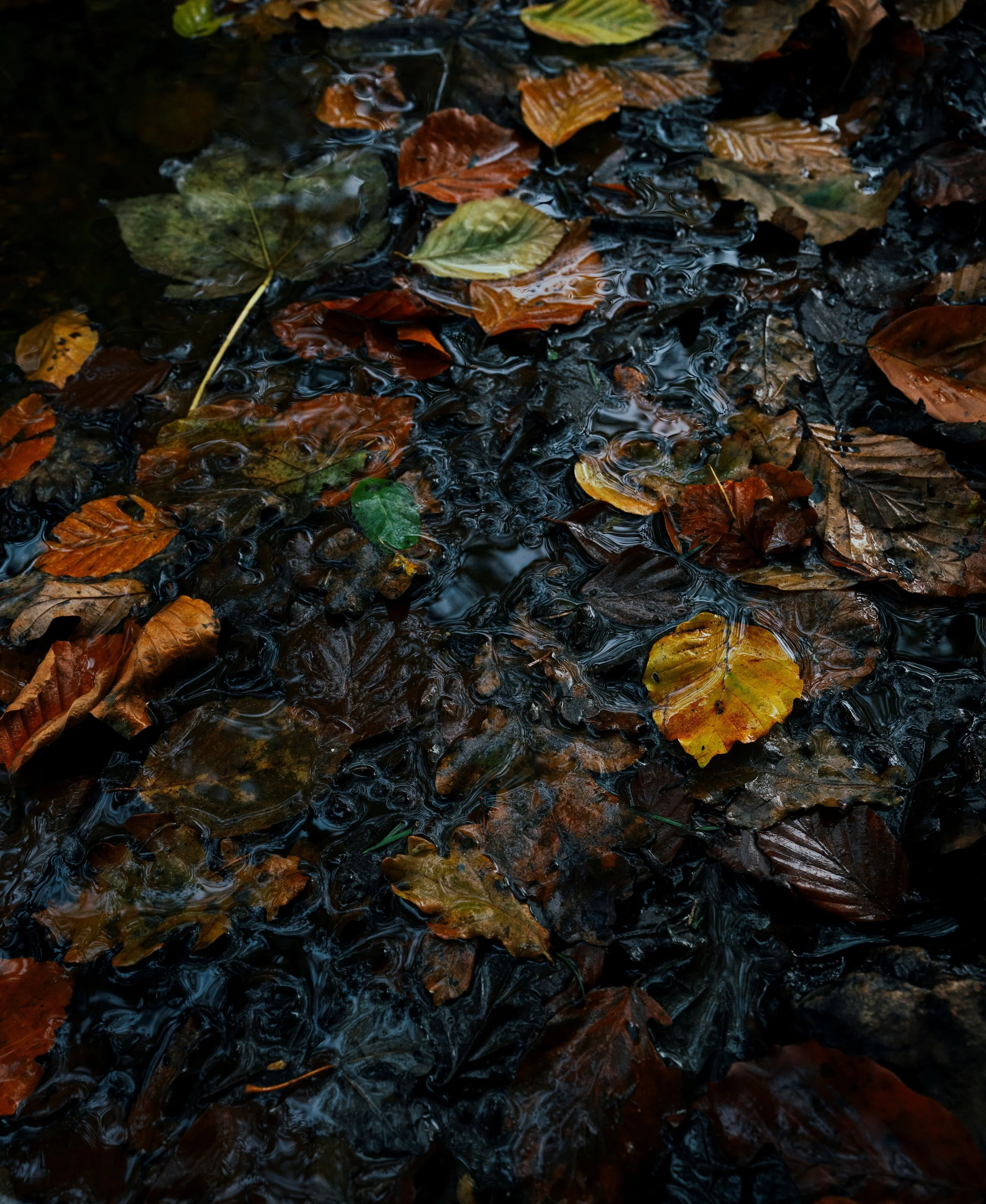 Wet autumn leaves in various shades of brown, yellow, and green scattered on the ground with water reflecting the surroundings.