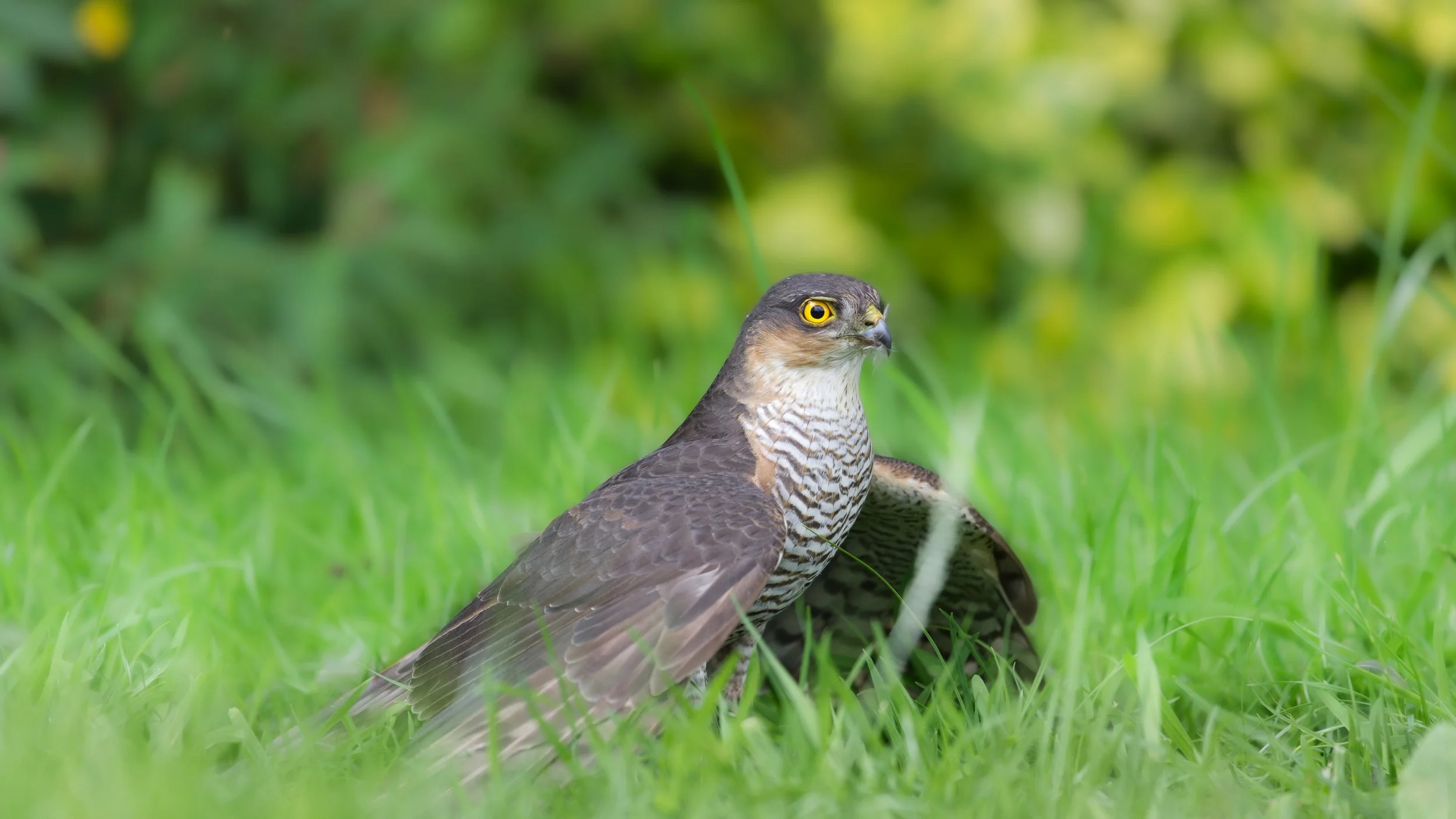 A Eurasian Sparrowhawk standing on bright green grass.