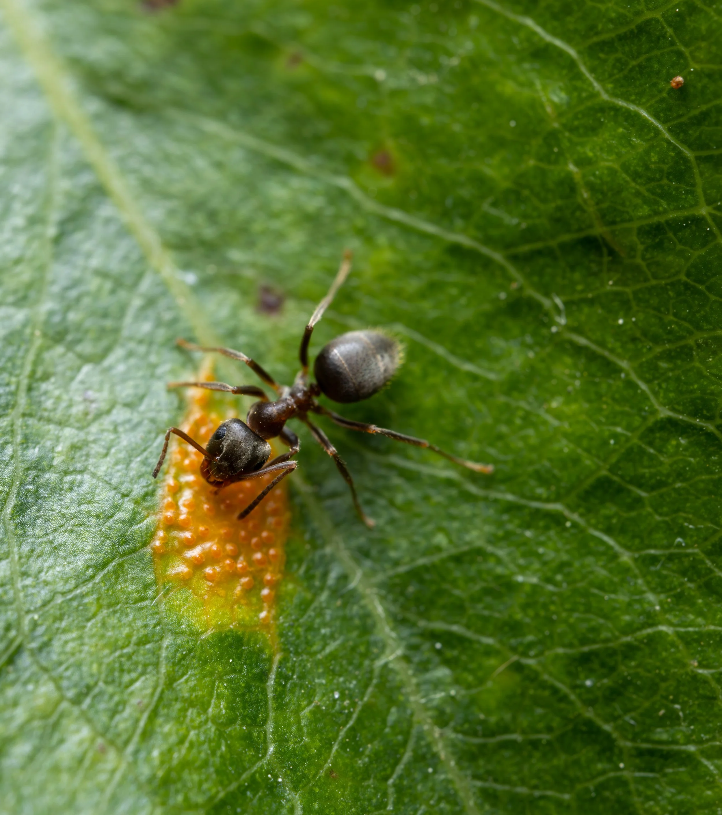 An ant on a green leaf with a small orange insect larva.
