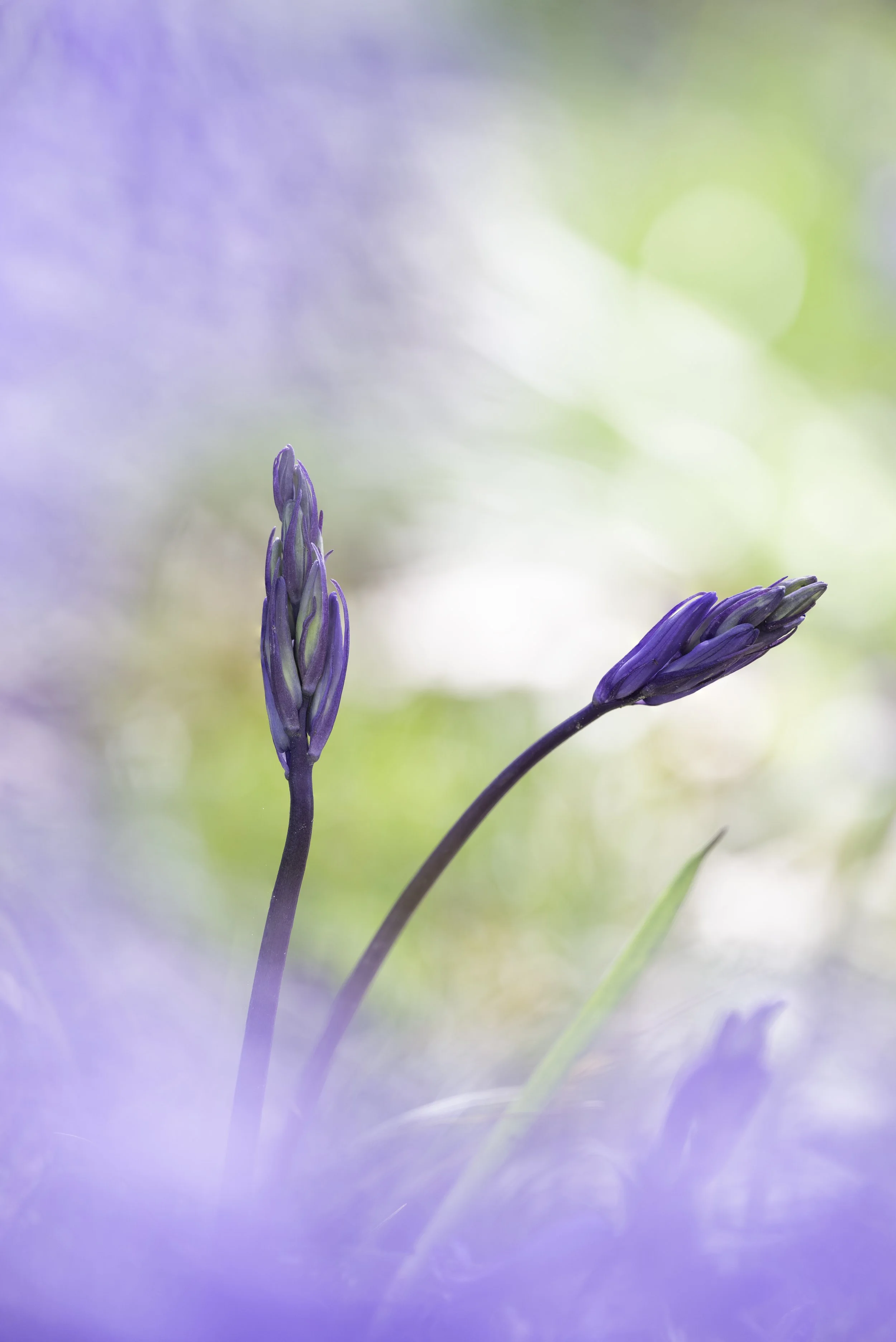 Bluebells surrounded by beautiful tones