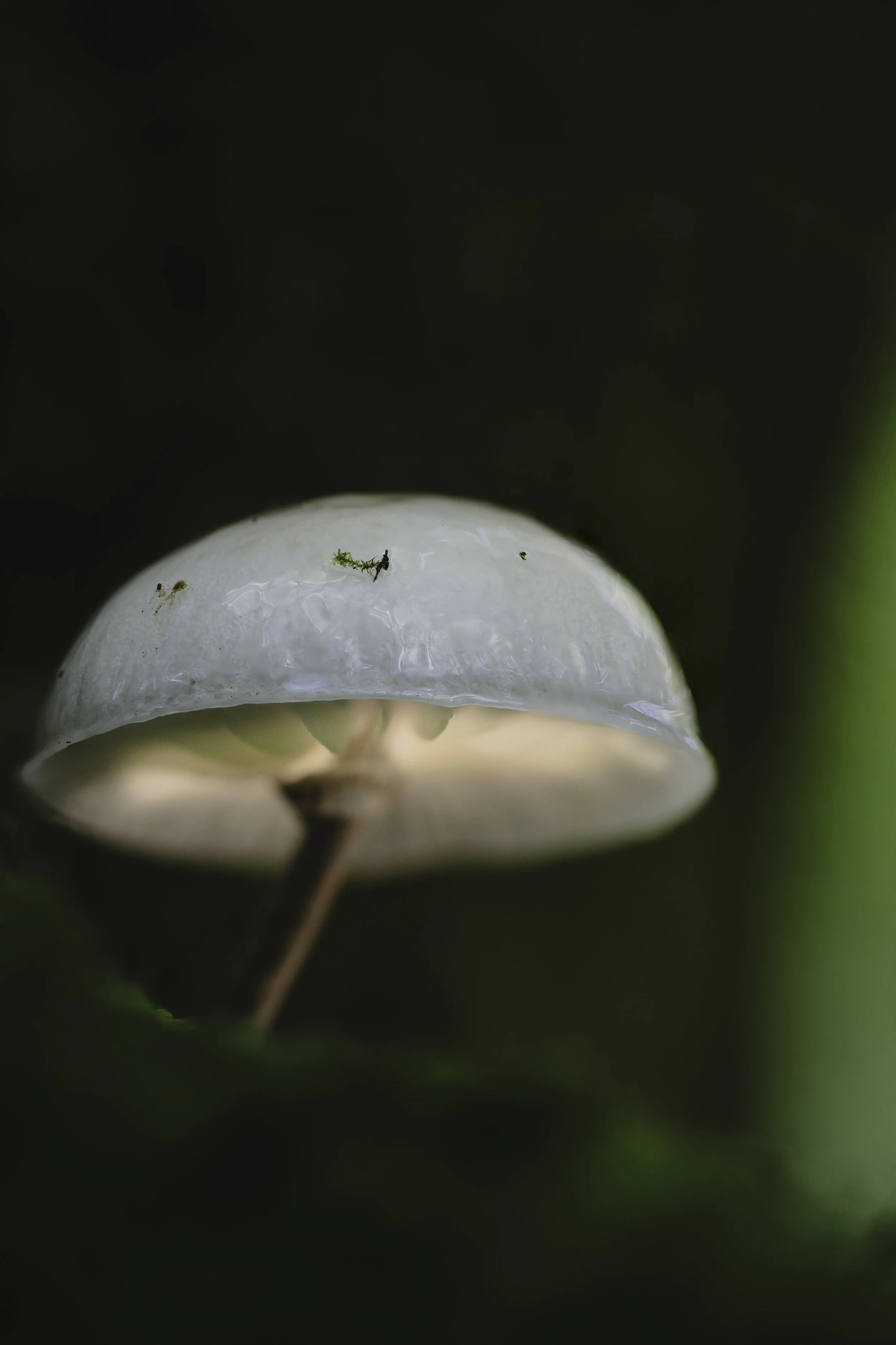 Close-up of a small, white mushroom with a glossy cap.