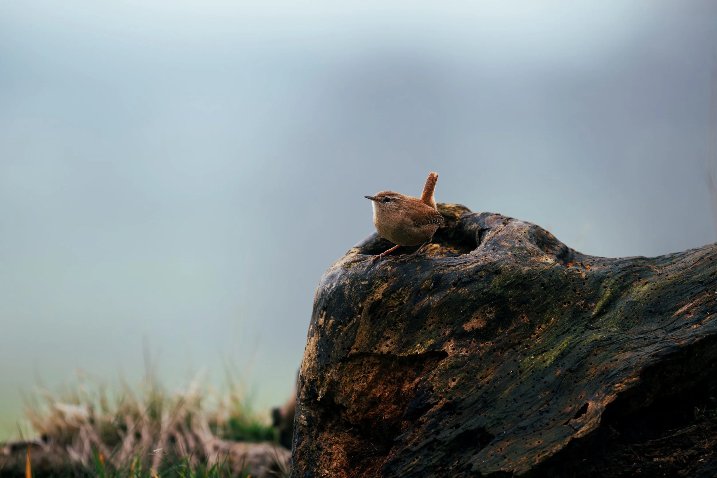 Small Wren perched on a moss-covered rock.