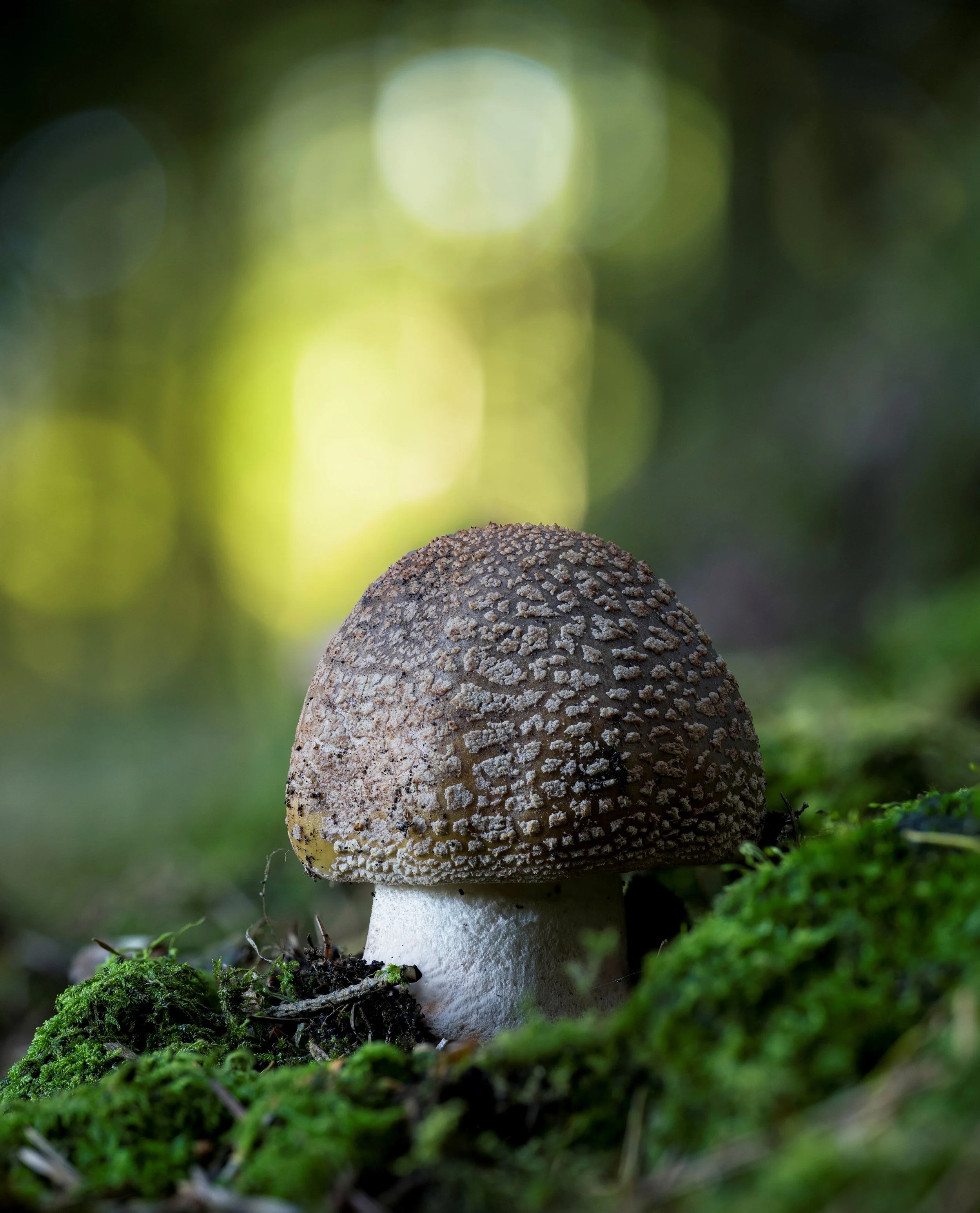 A close-up of a puffy mushroom with a brown, textured cap growing among green moss in a local forest.