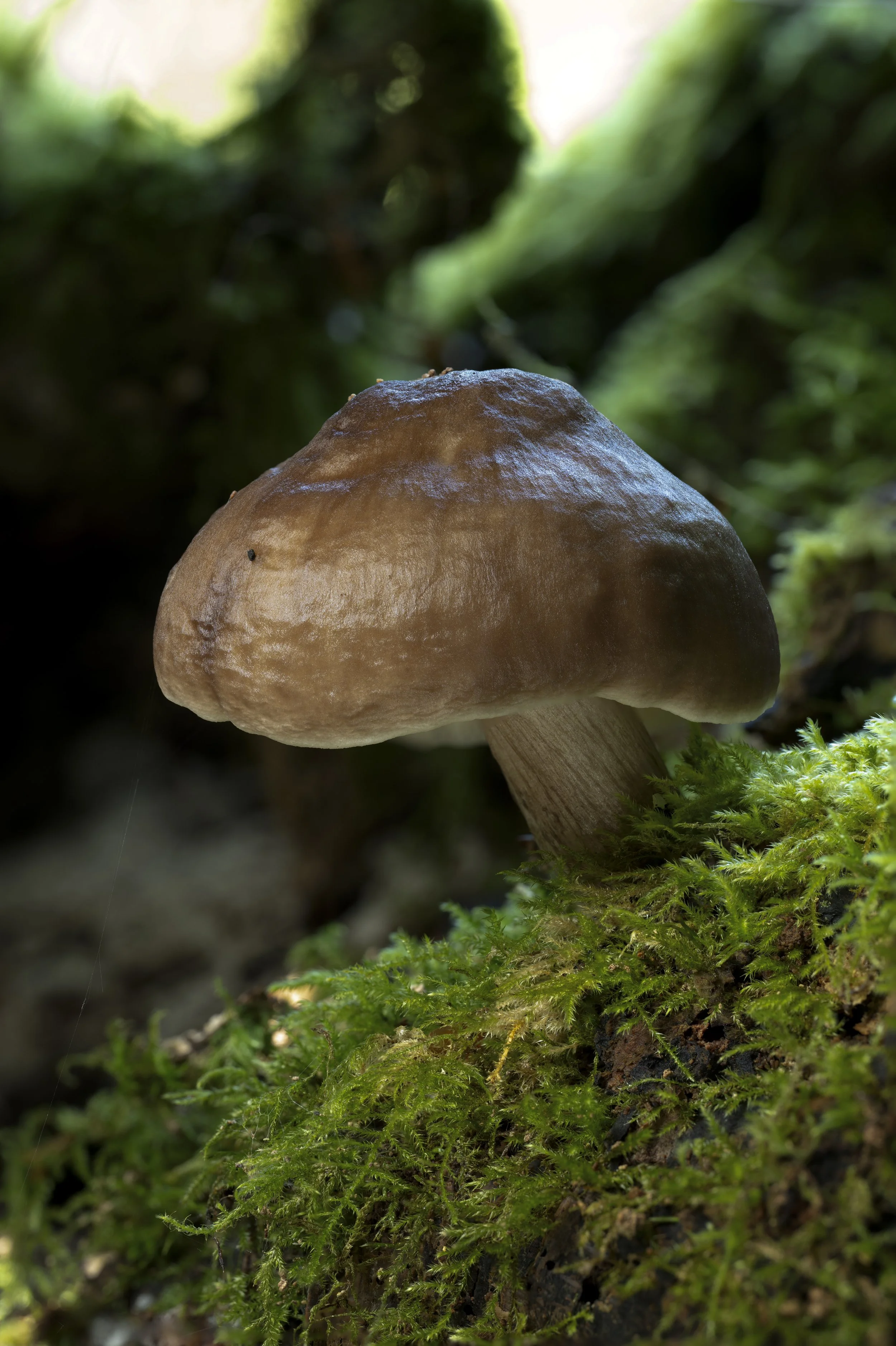 Close-up of a brown mushroom growing on green moss in a forest.
