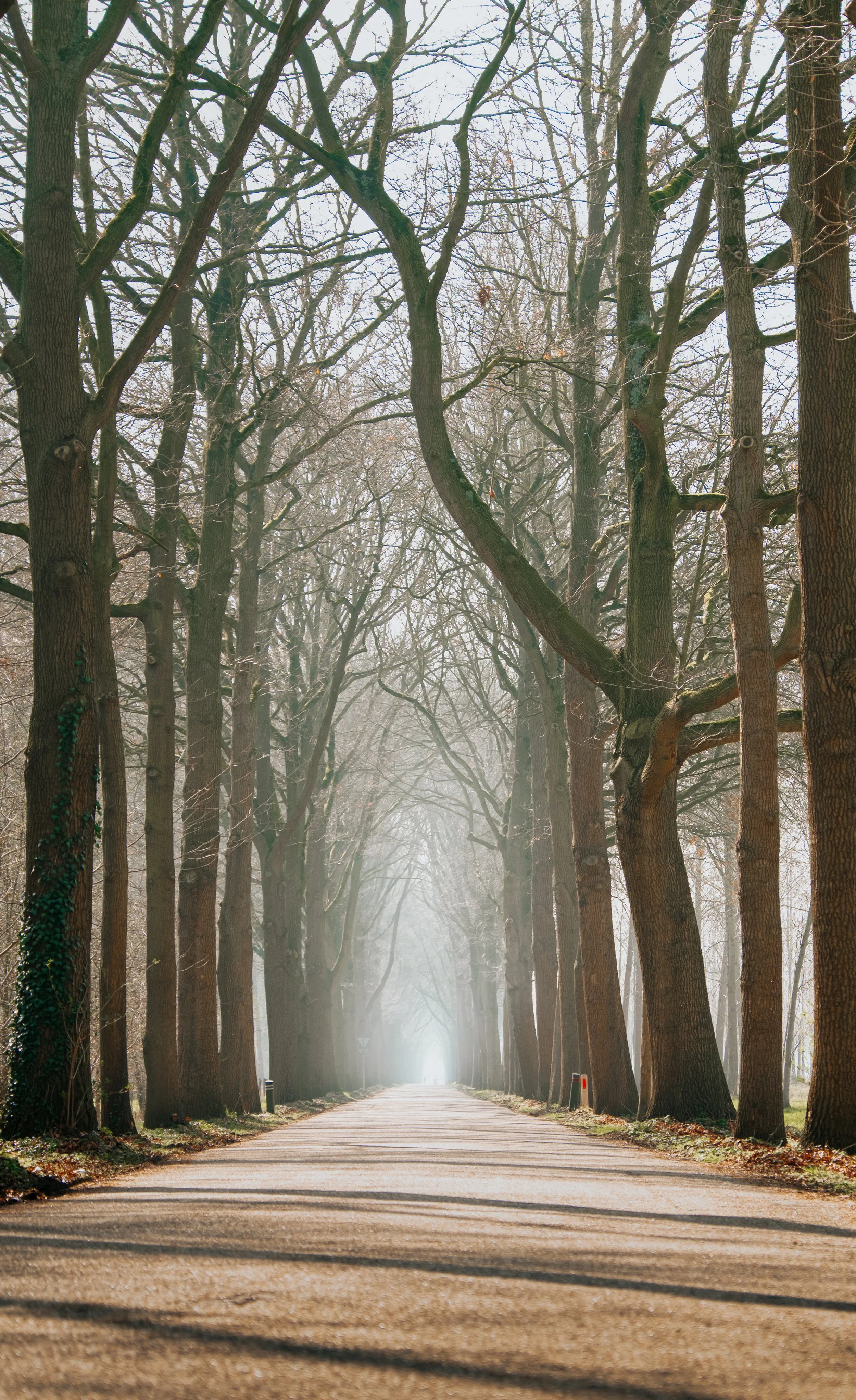 NikolPeckaPhotography-tree-road-Italy.jpg