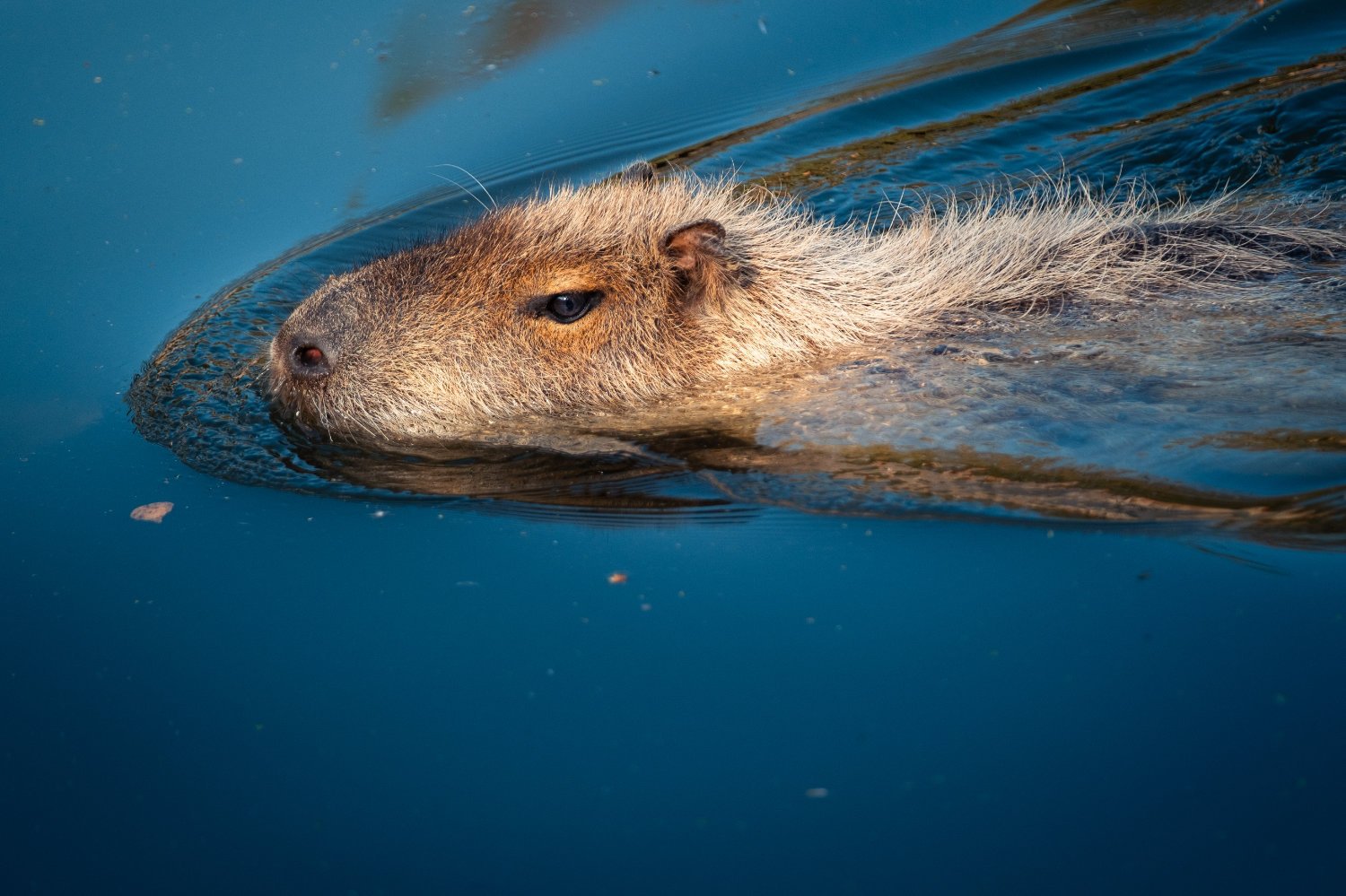NikolPeckaPhotography-capybara.jpg